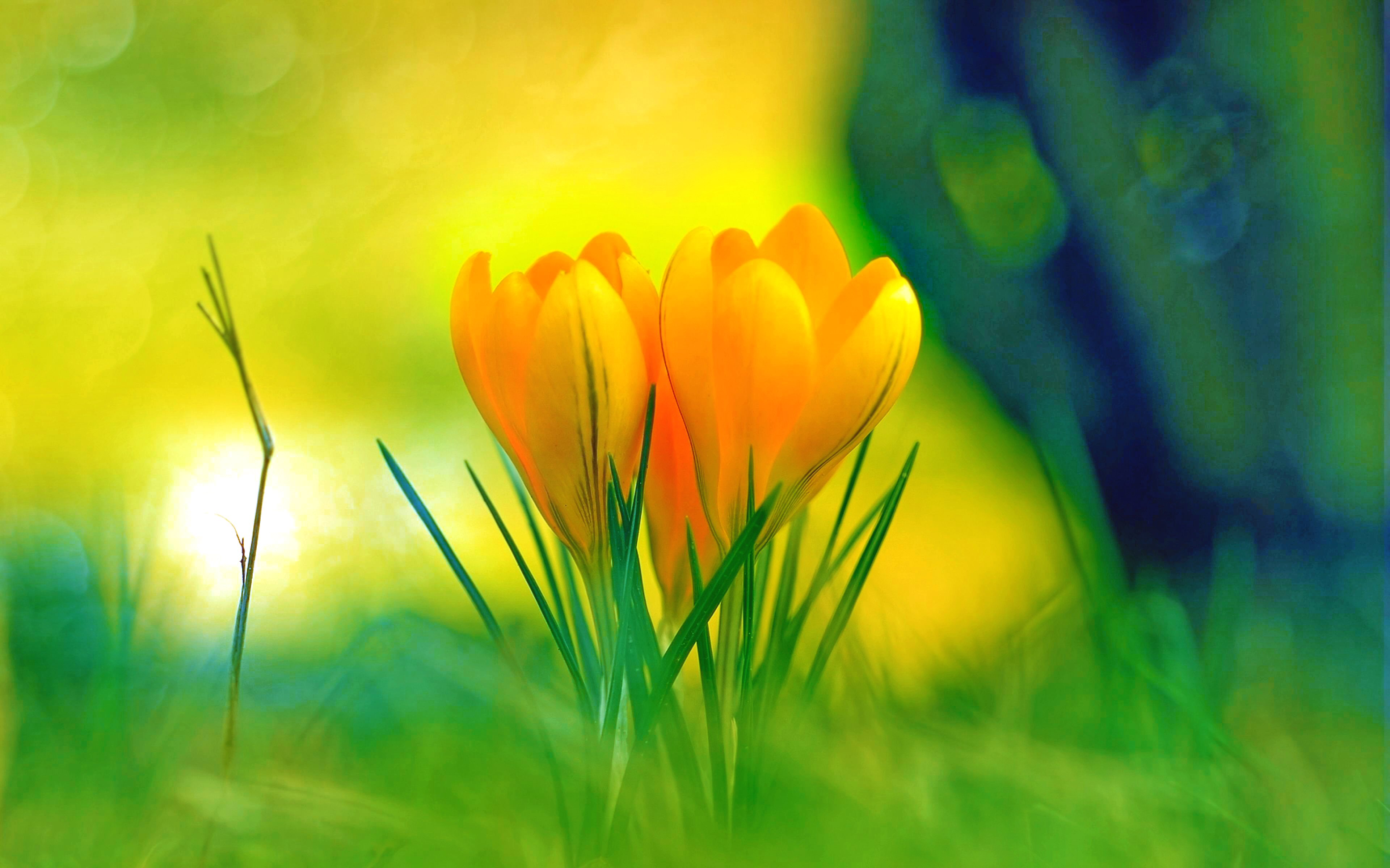 337075 télécharger le fond d'écran fleurs, printemps, terre/nature, fleur jaune, crocus, fleur - économiseurs d'écran et images gratuitement