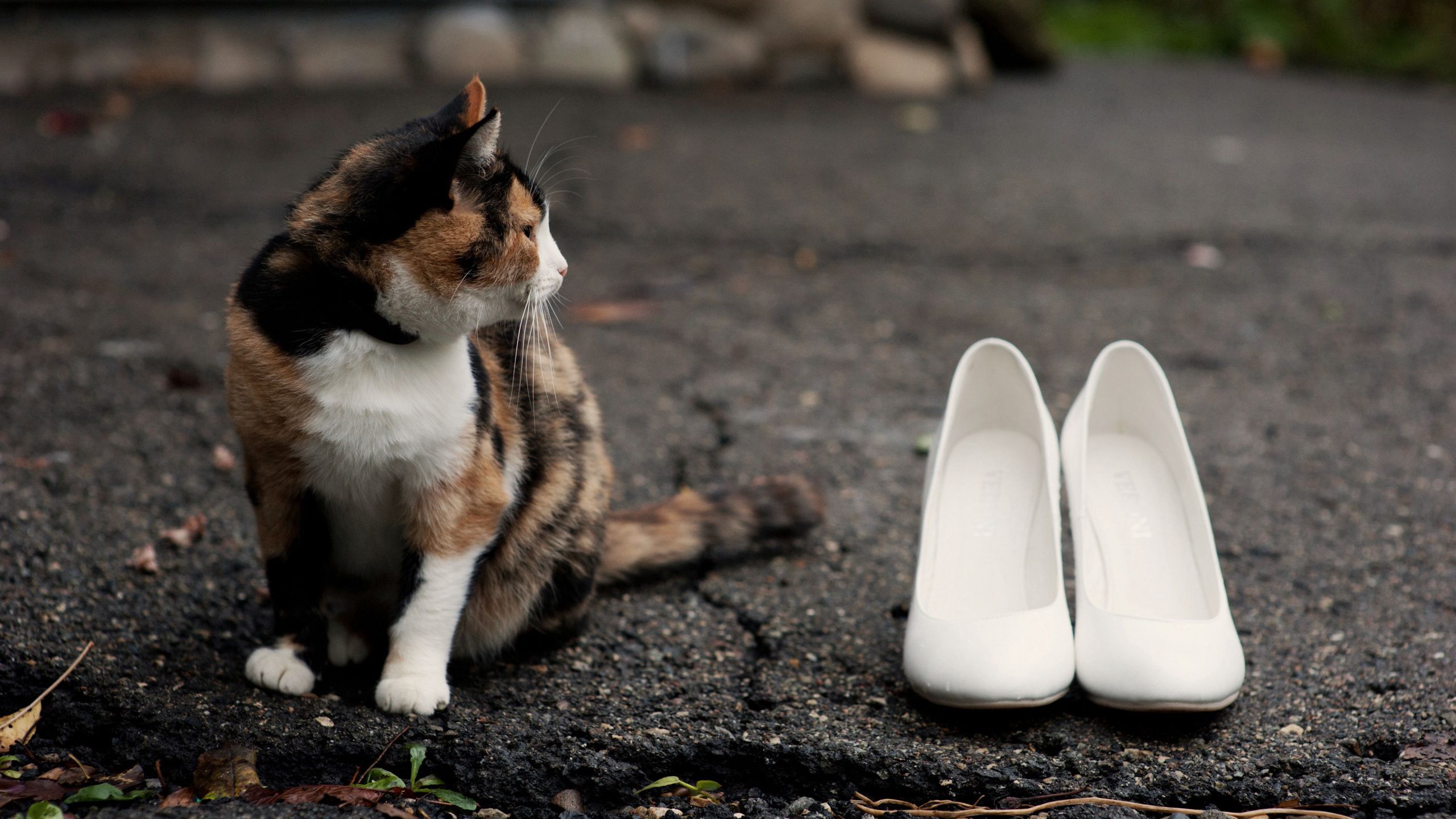vertical wallpaper spotted, animals, road, cat, spotty, shoes