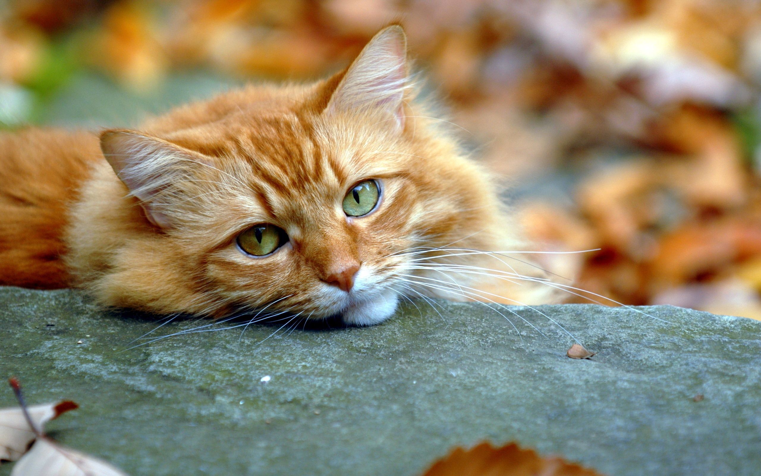 Download mobile wallpaper Autumn, Sight, Opinion, Animals, Redhead, Cat for free.