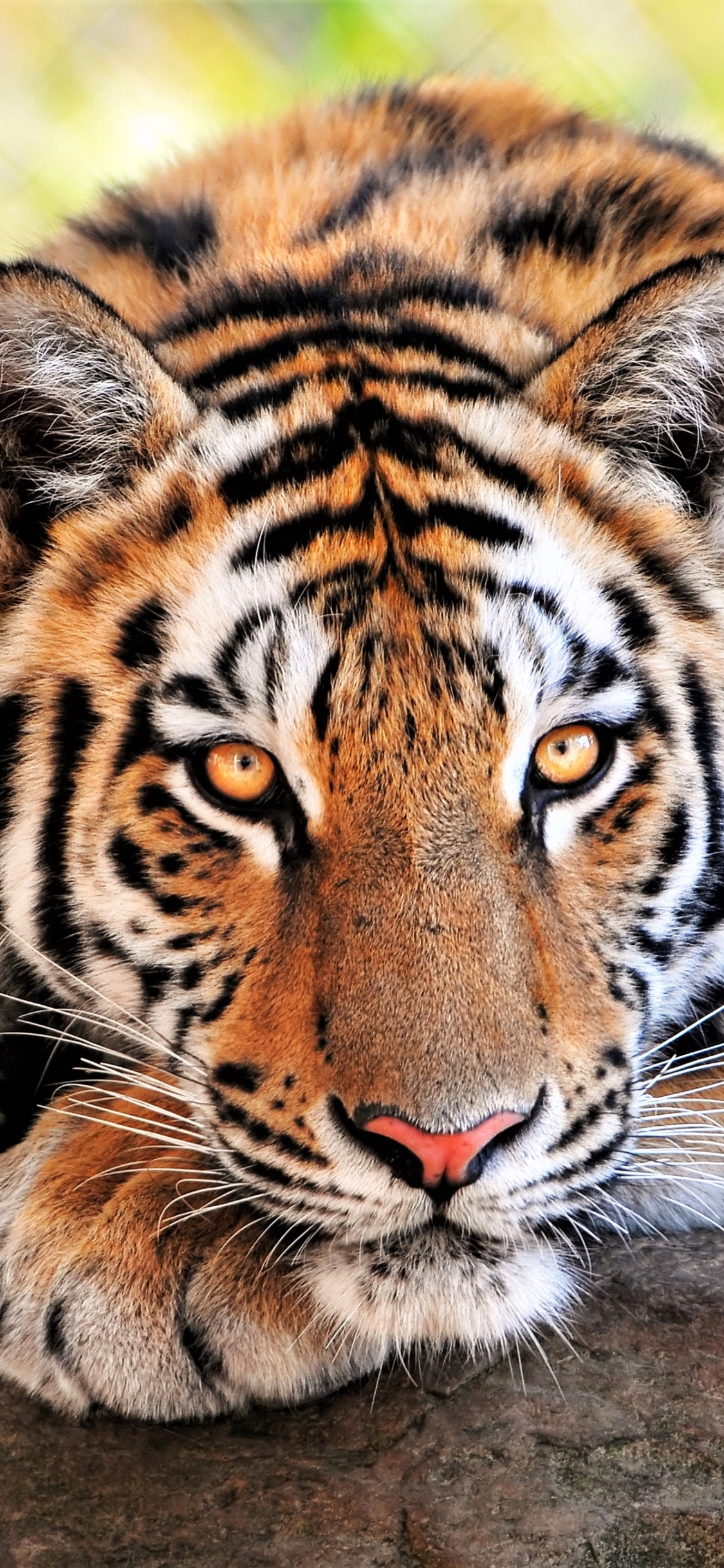 animal, tiger, bengal tiger, cats 5K