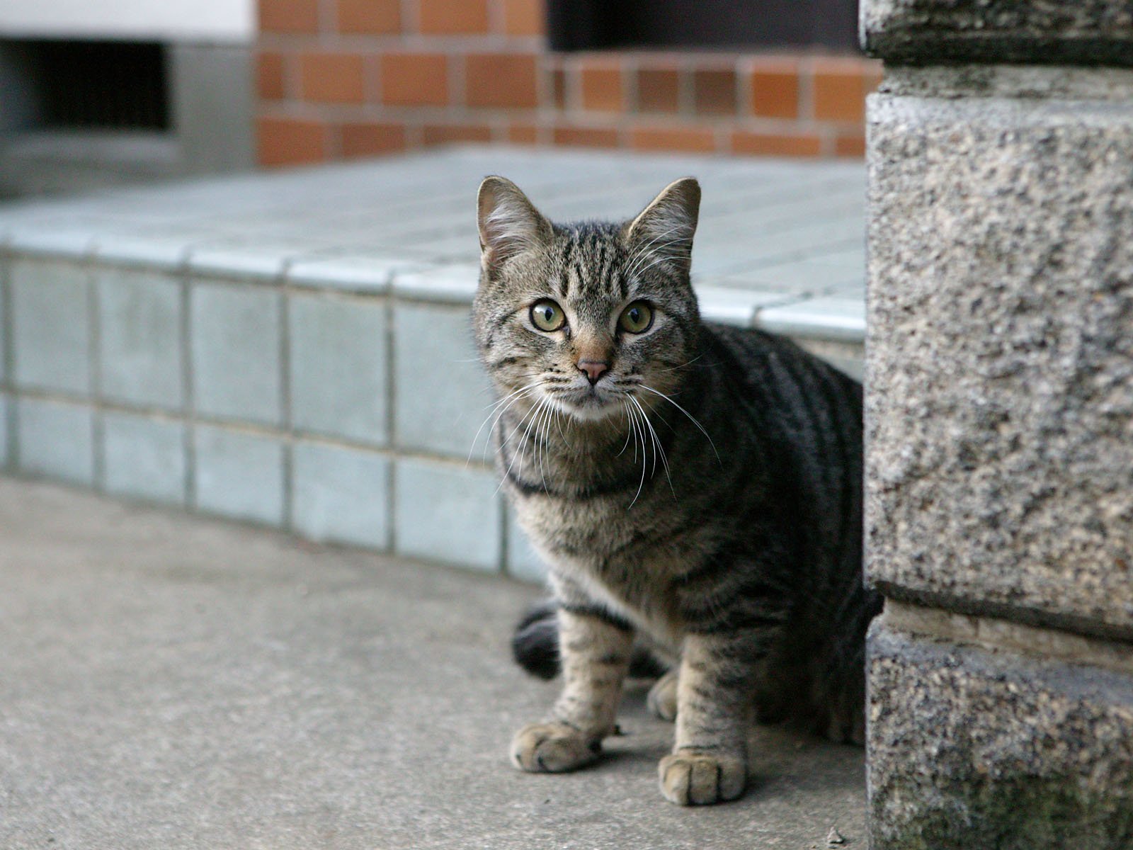 Кошки когда можно на улицу. Кот дворняга порода. Дворовый кот. Уличный кот. Уличная кошка.