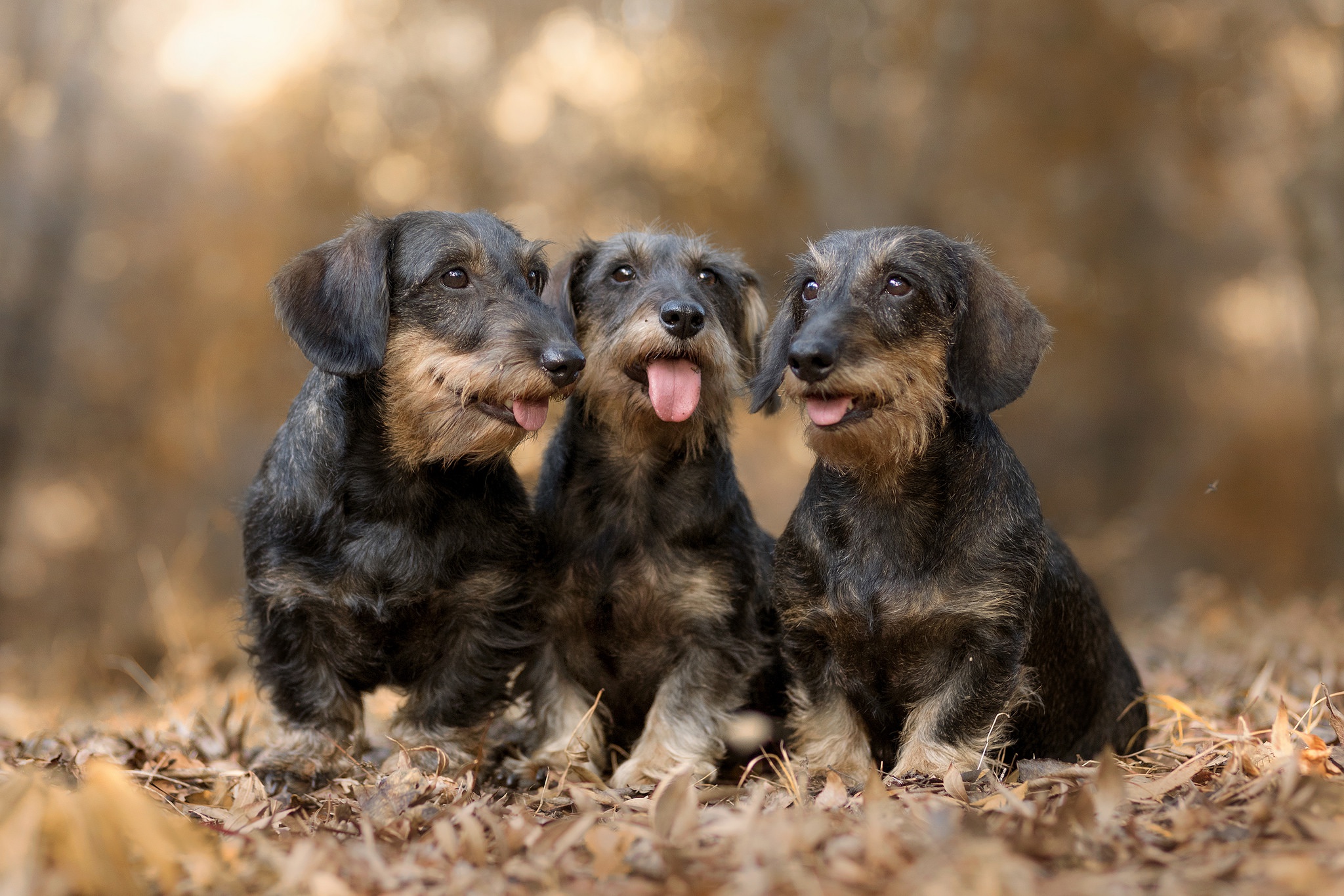 Free Wirehaired Dachshund HD Download HQ