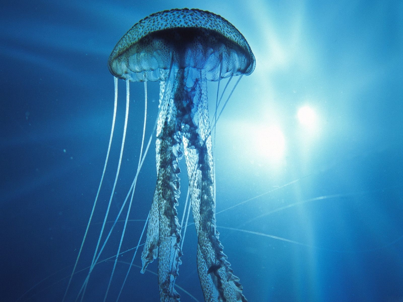 5347 télécharger le fond d'écran jellyfish, animaux, mer, bleu - économiseurs d'écran et images gratuitement