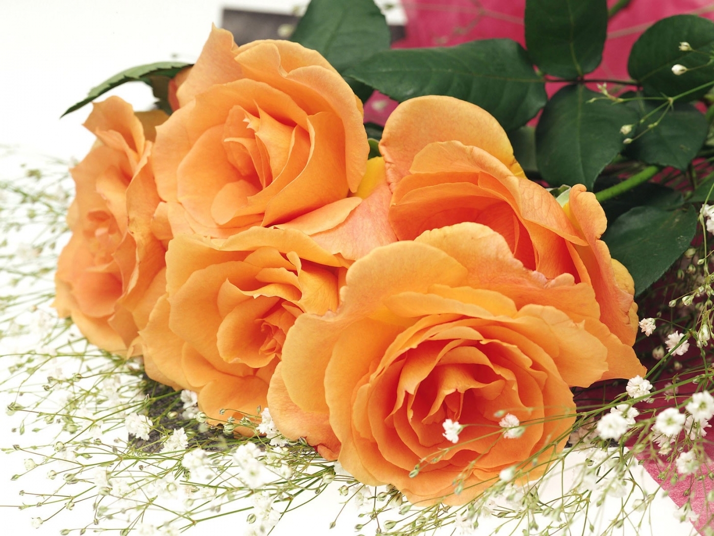 41697壁紙のダウンロードバラ, 植物, フラワーズ, オレンジ-スクリーンセーバーと写真を無料で