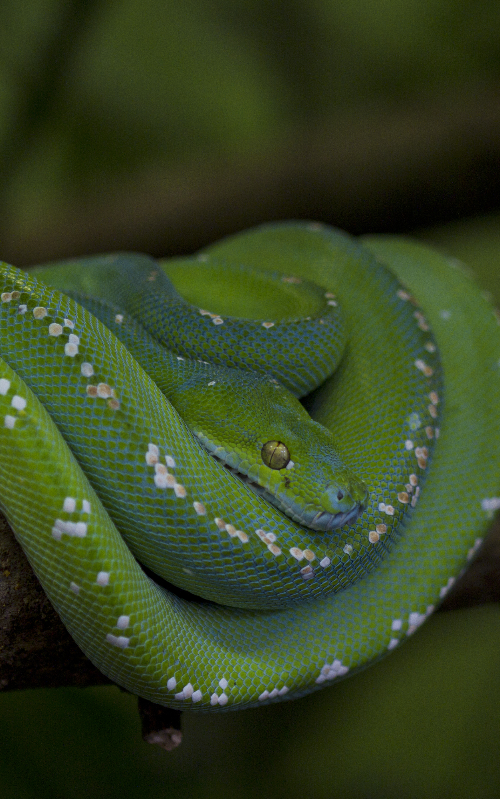Closeup Of A Green Tree Python Snake Stock Photo - Download Image