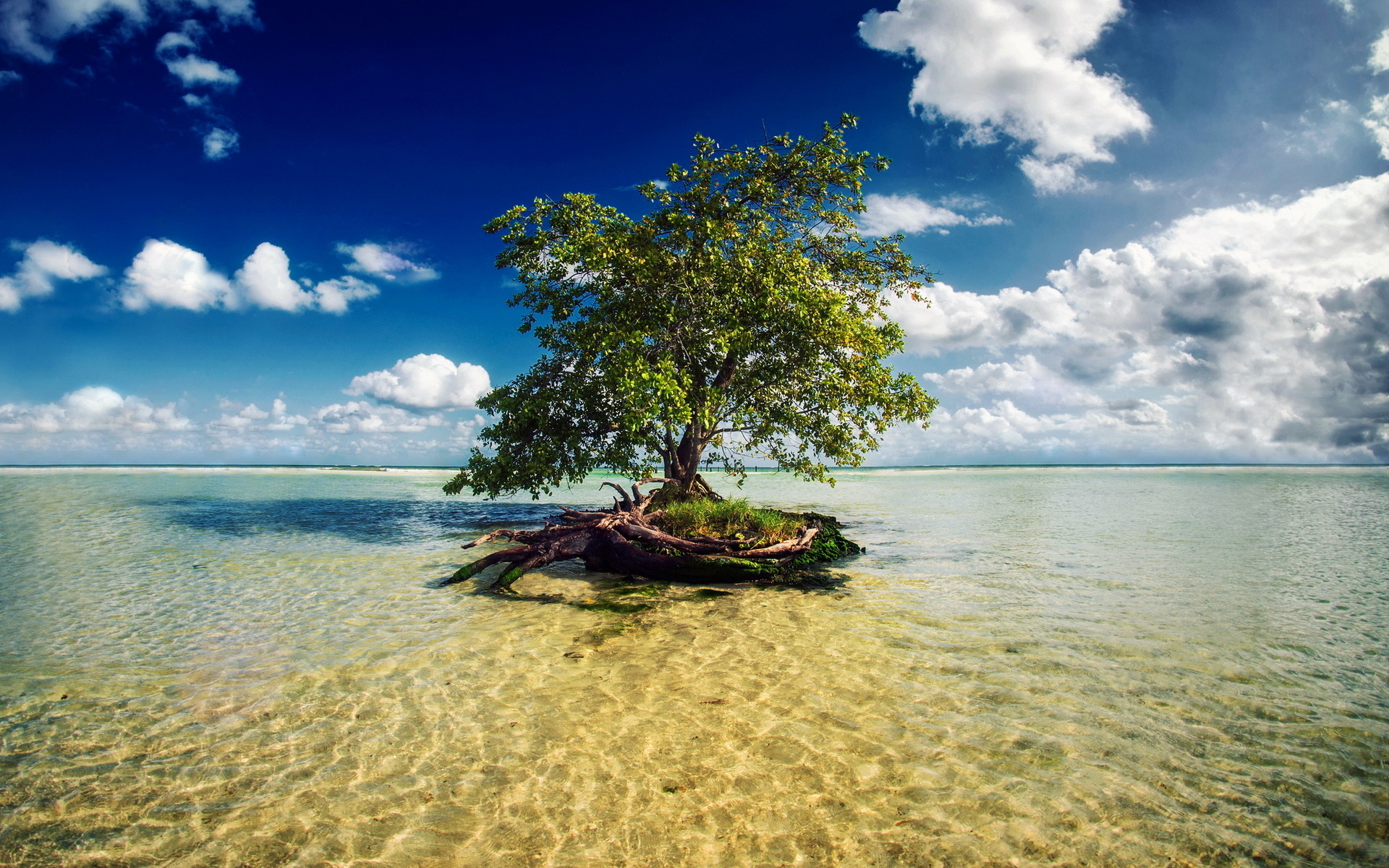 дерево у берега