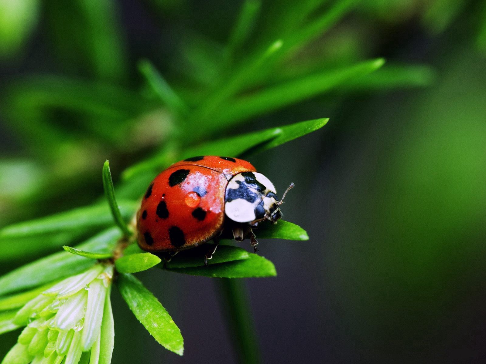 plant, ladybug, grass, macro, ladybird