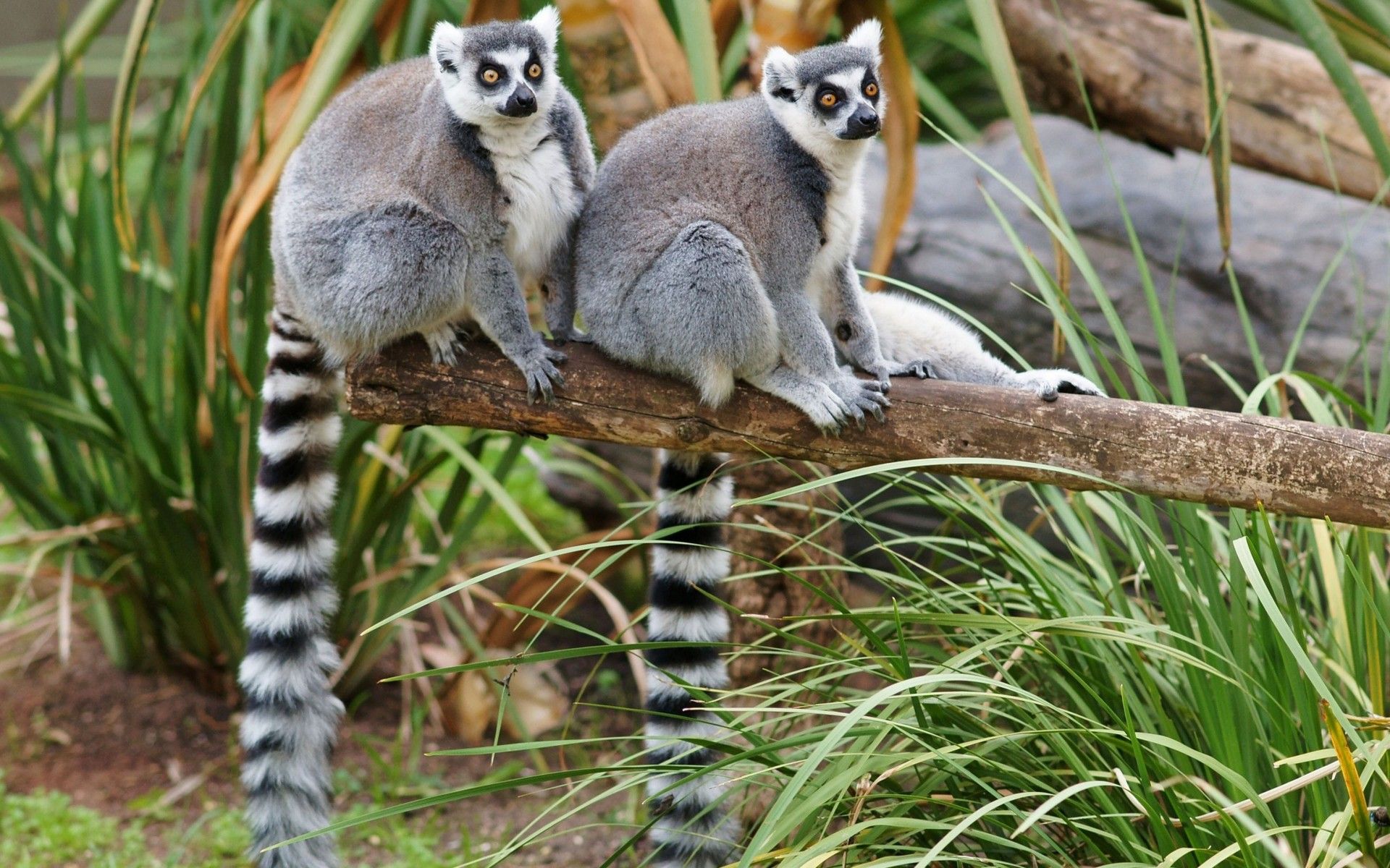 animal, lemur, primate, monkeys