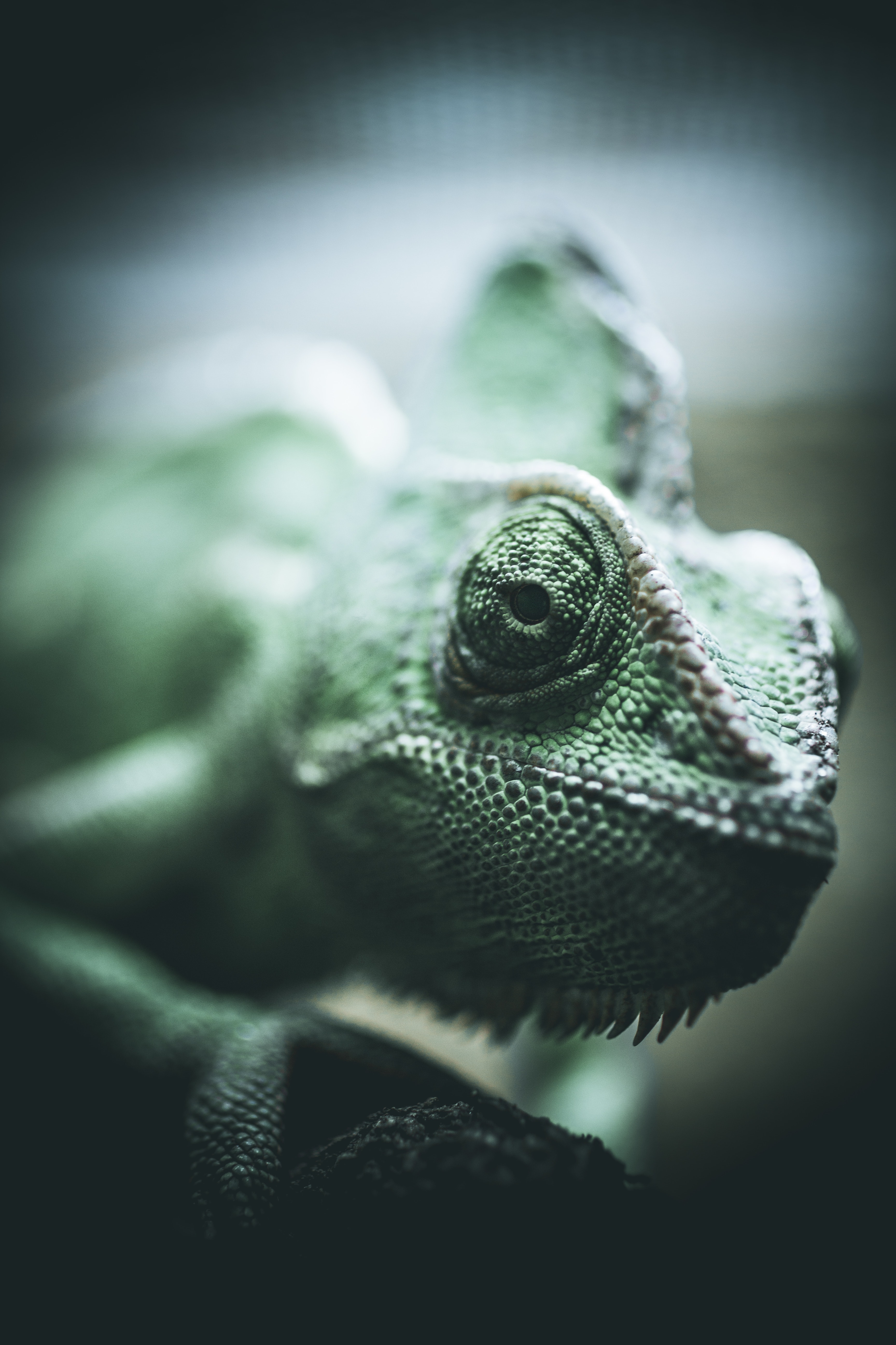 animals, eyes, reptile, chameleon, scales, scale download HD wallpaper