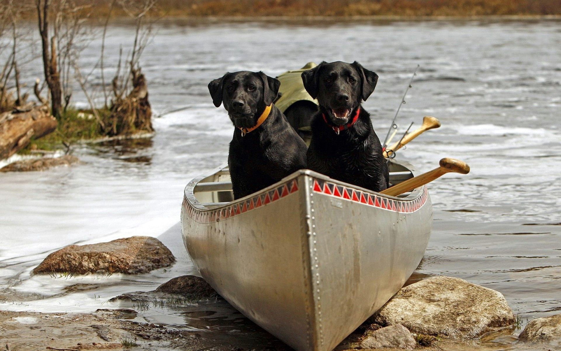 Download mobile wallpaper Stones, Rivers, Animals, Boat, Pair, Couple, Dogs for free.