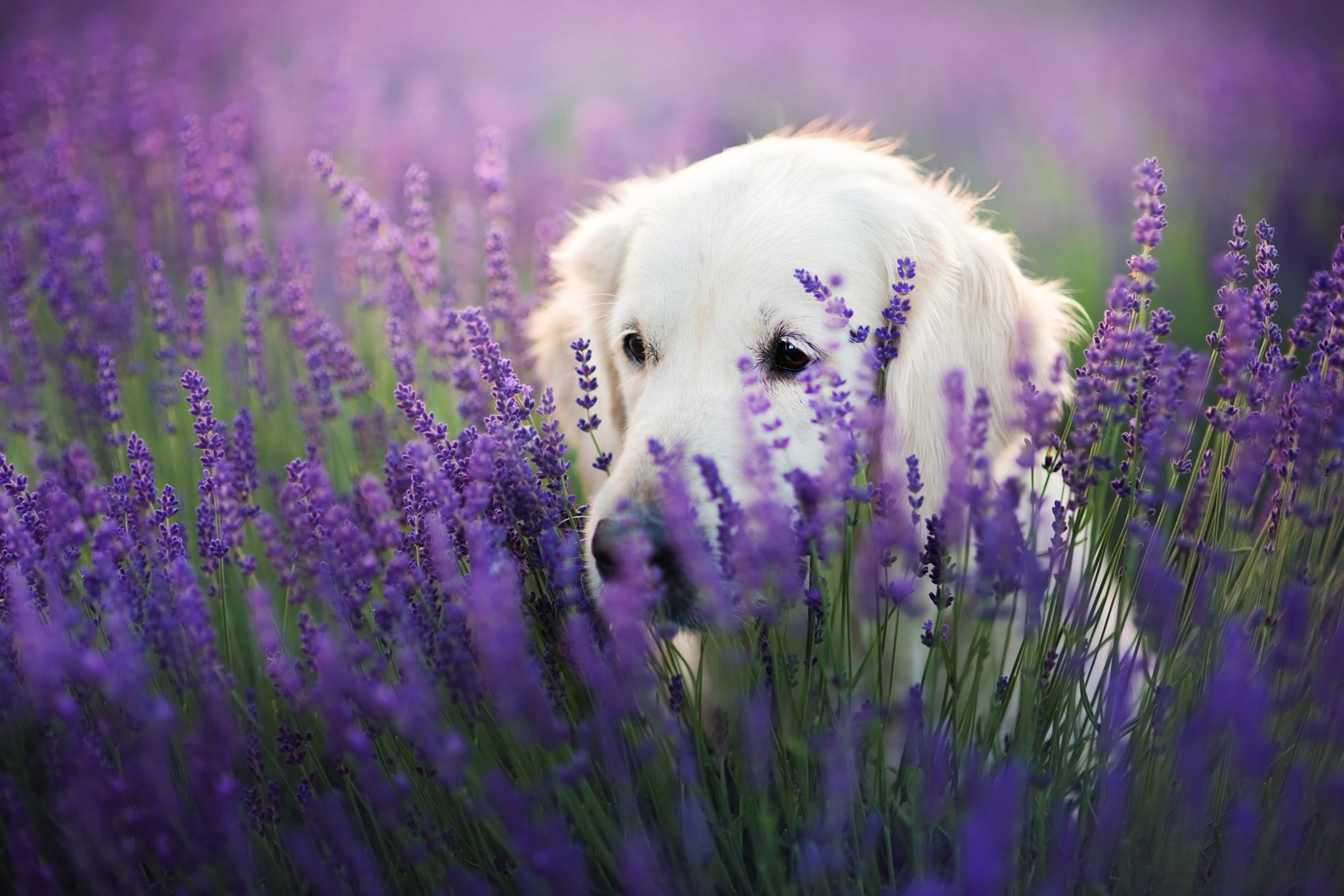 Собака в лавандовом поле