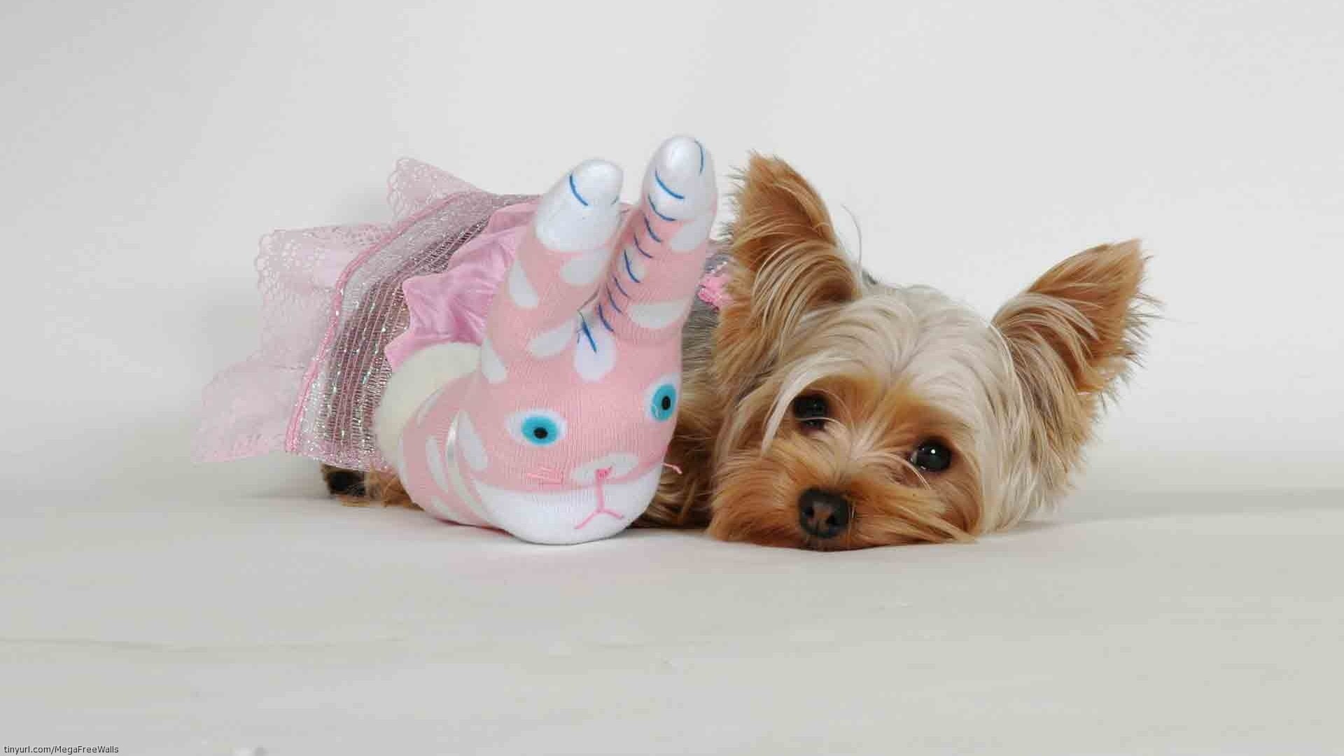 Mobile wallpaper animal, cute, dog, silky terrier, stuffed animal, terrier