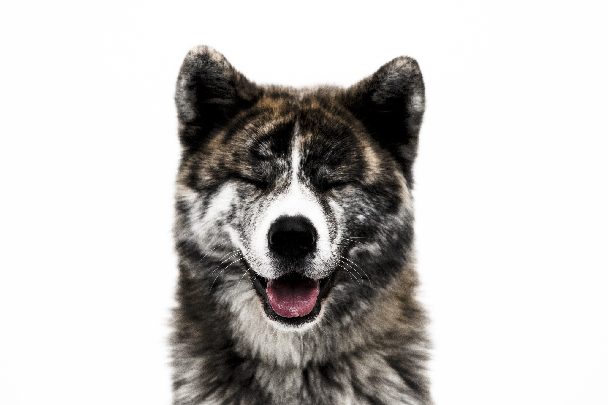354478 télécharger le fond d'écran animaux, akita, chien, chiens - économiseurs d'écran et images gratuitement