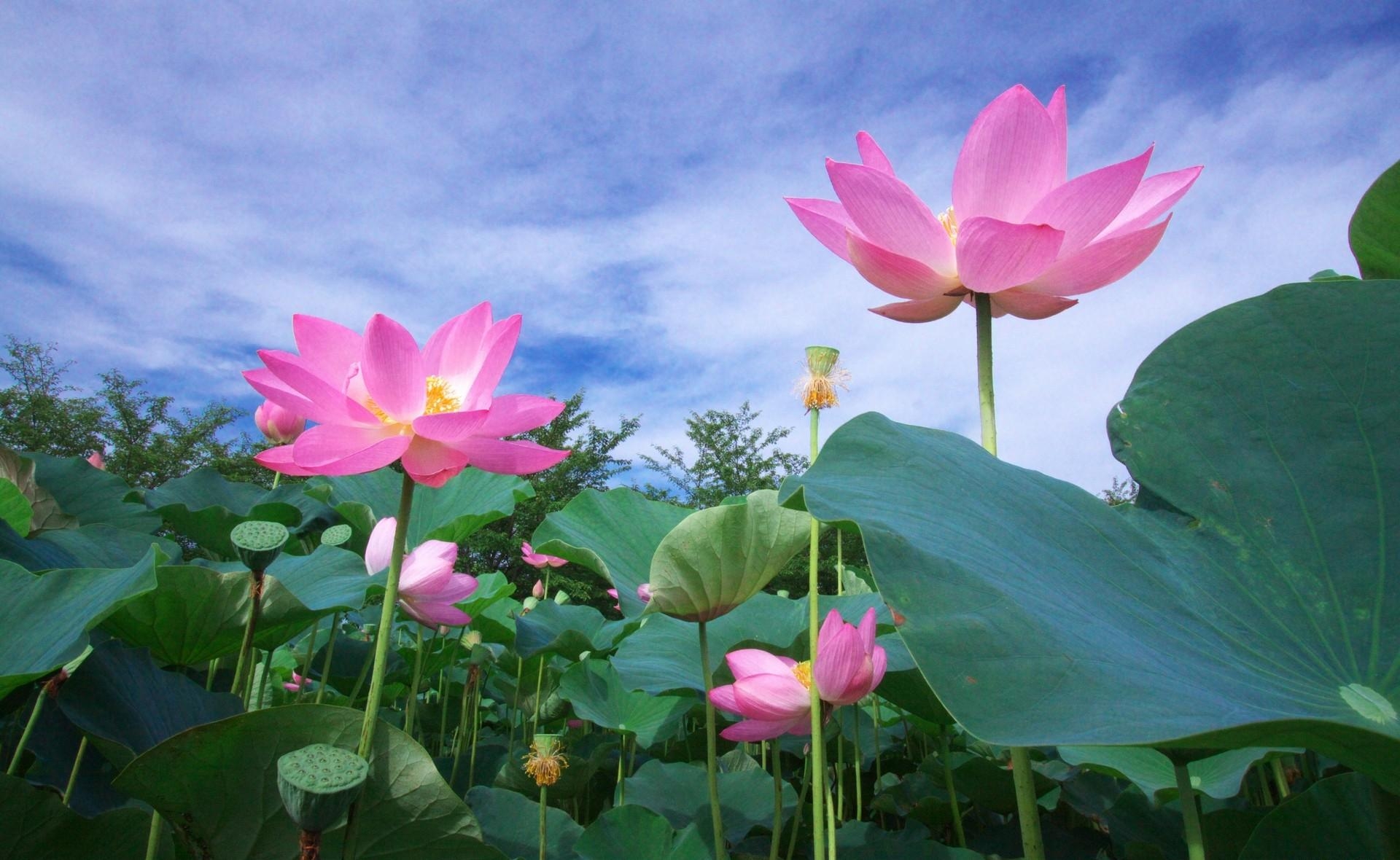 Free Lotuses Background
