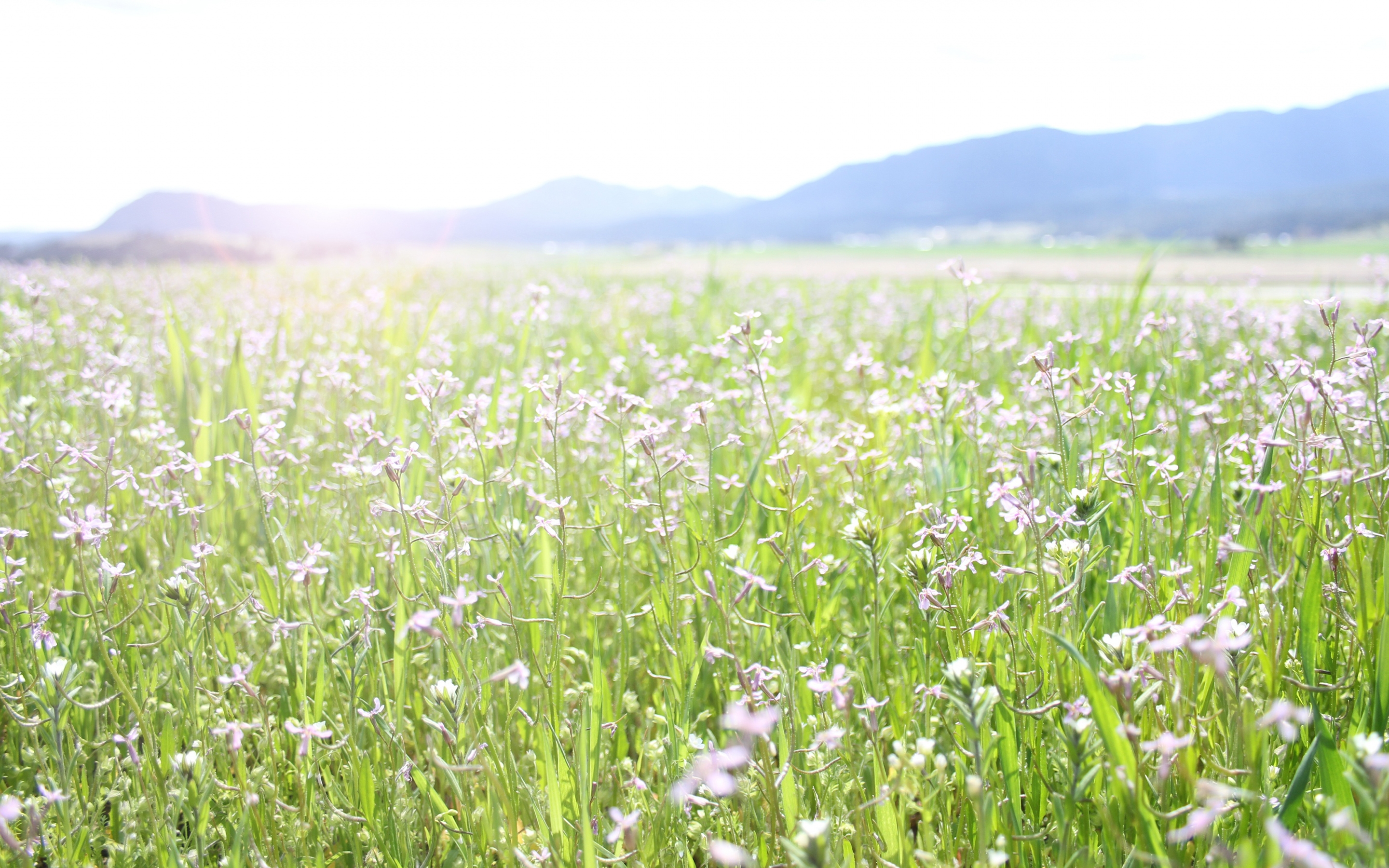 Download mobile wallpaper Nature, Field, Grass, Flowers, Plant for free.