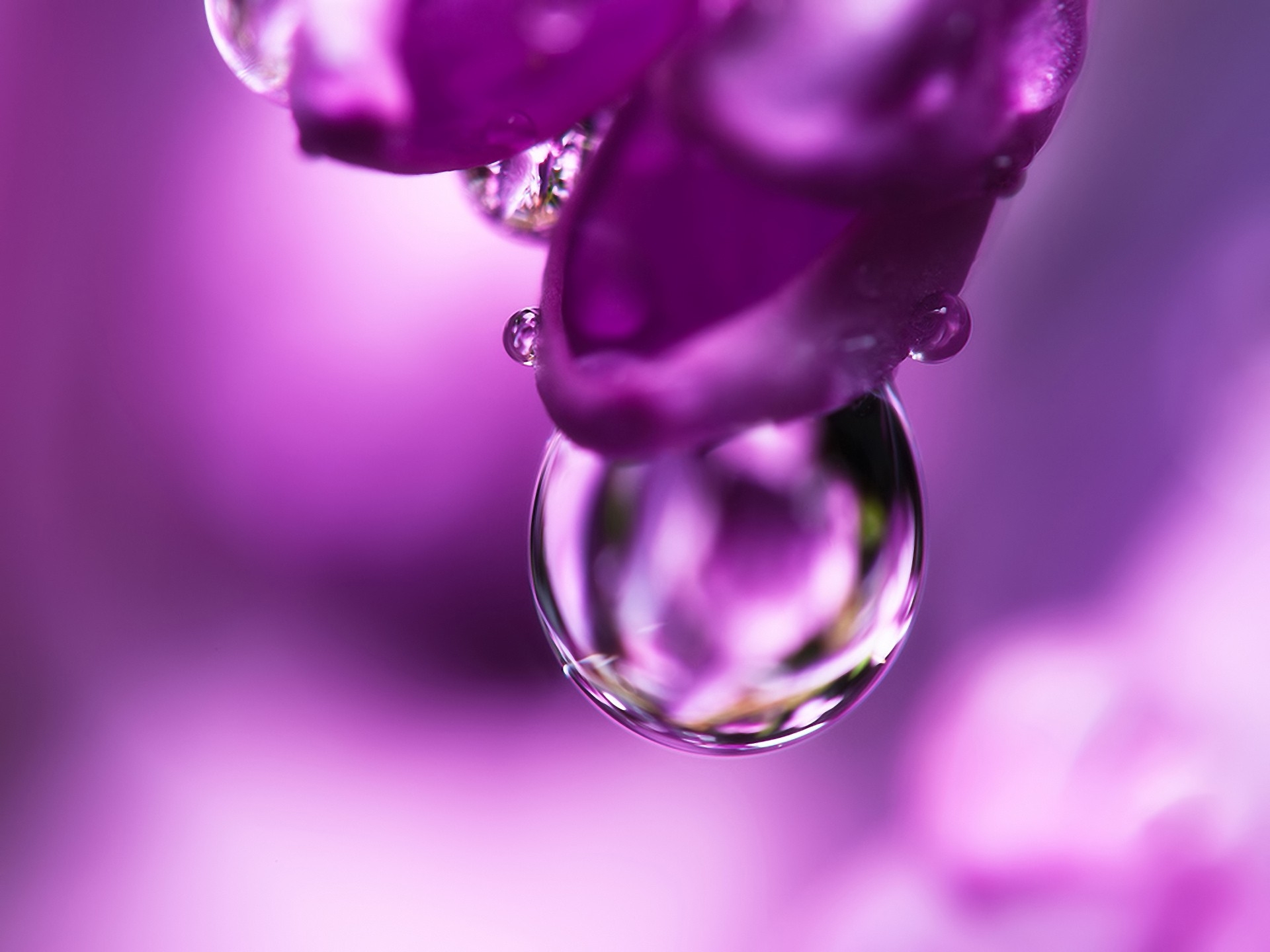Free download wallpaper Macro, Drop, Petal, Flower, Lilac on your PC desktop