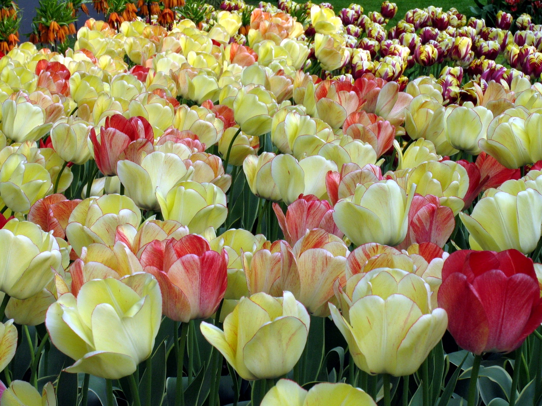 108036 скачать картинку крупный план, тюльпаны, цветы, весна, распущенные, пестрые - обои и заставки бесплатно