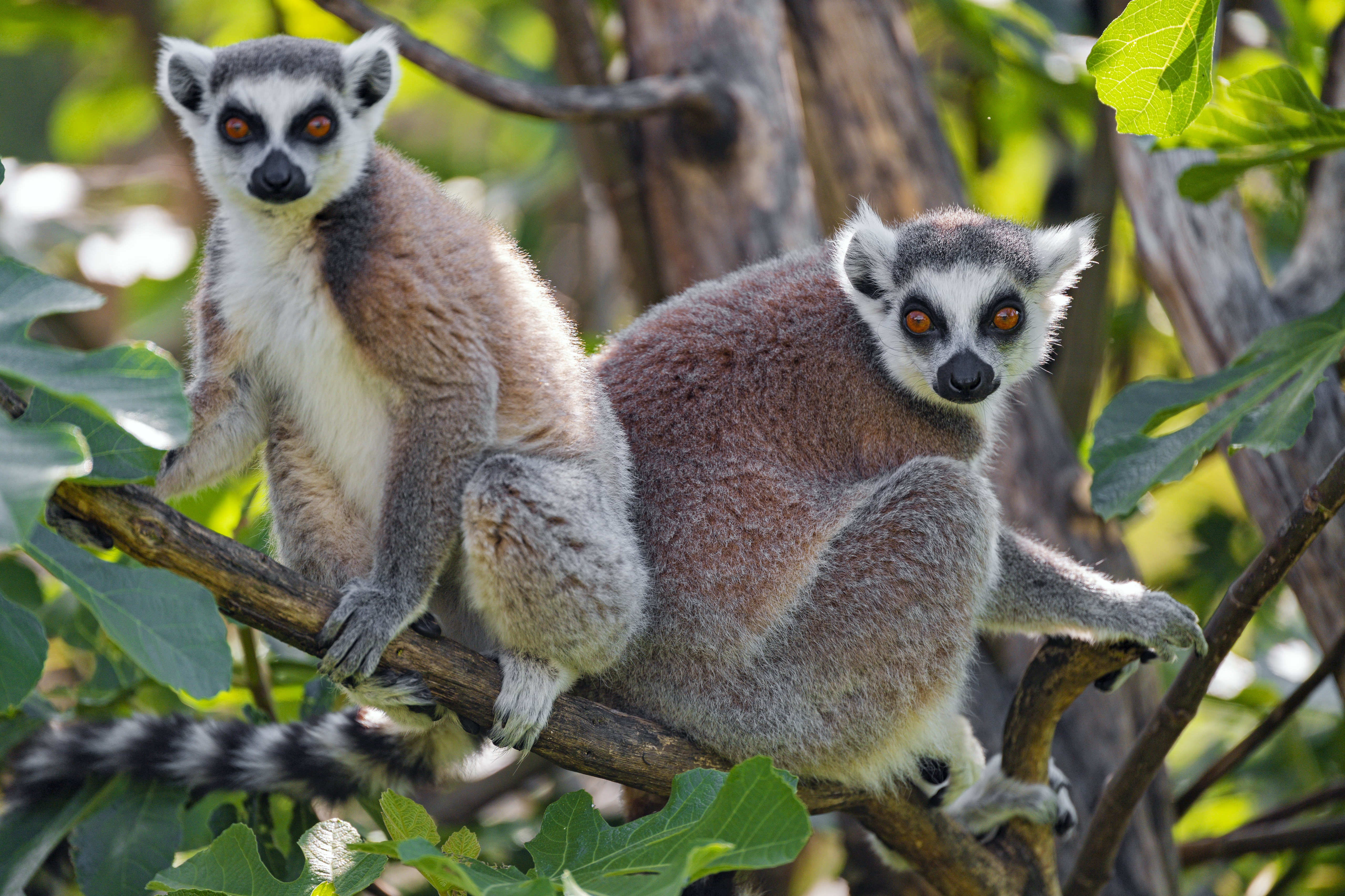 Download mobile wallpaper Lemur, Sight, Opinion, Wood, Animal, Tree, Animals for free.
