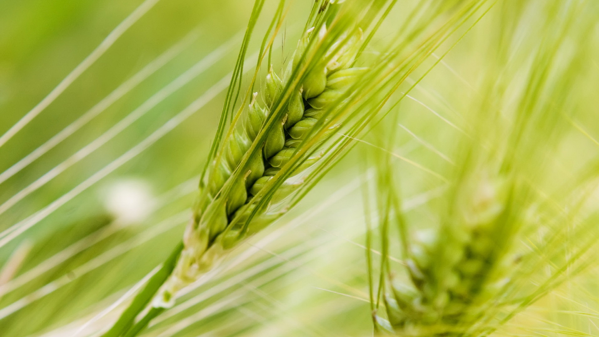 Download mobile wallpaper Wheat, Objects for free.