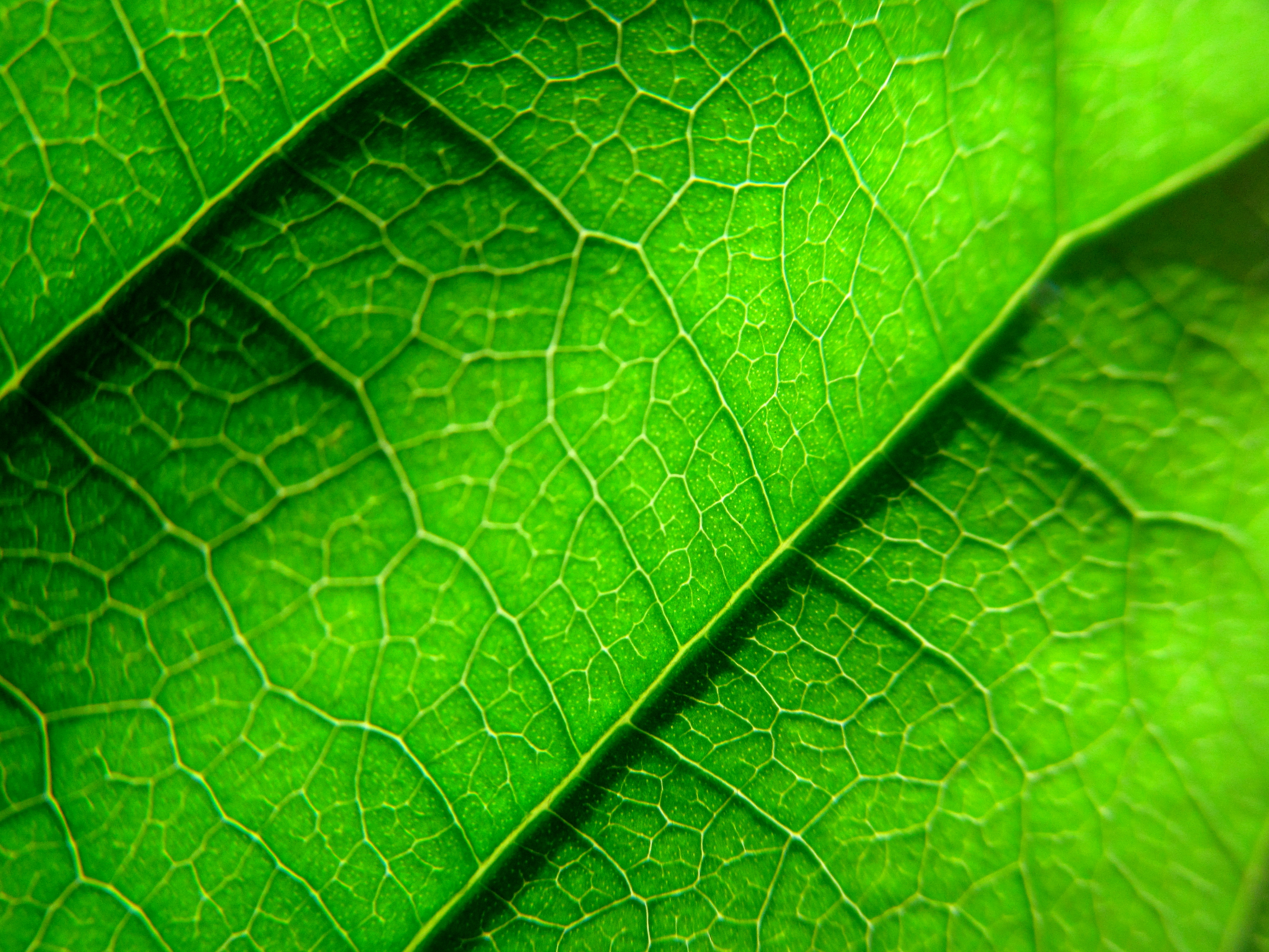 115885 free download Green wallpapers for phone,  Green images and screensavers for mobile