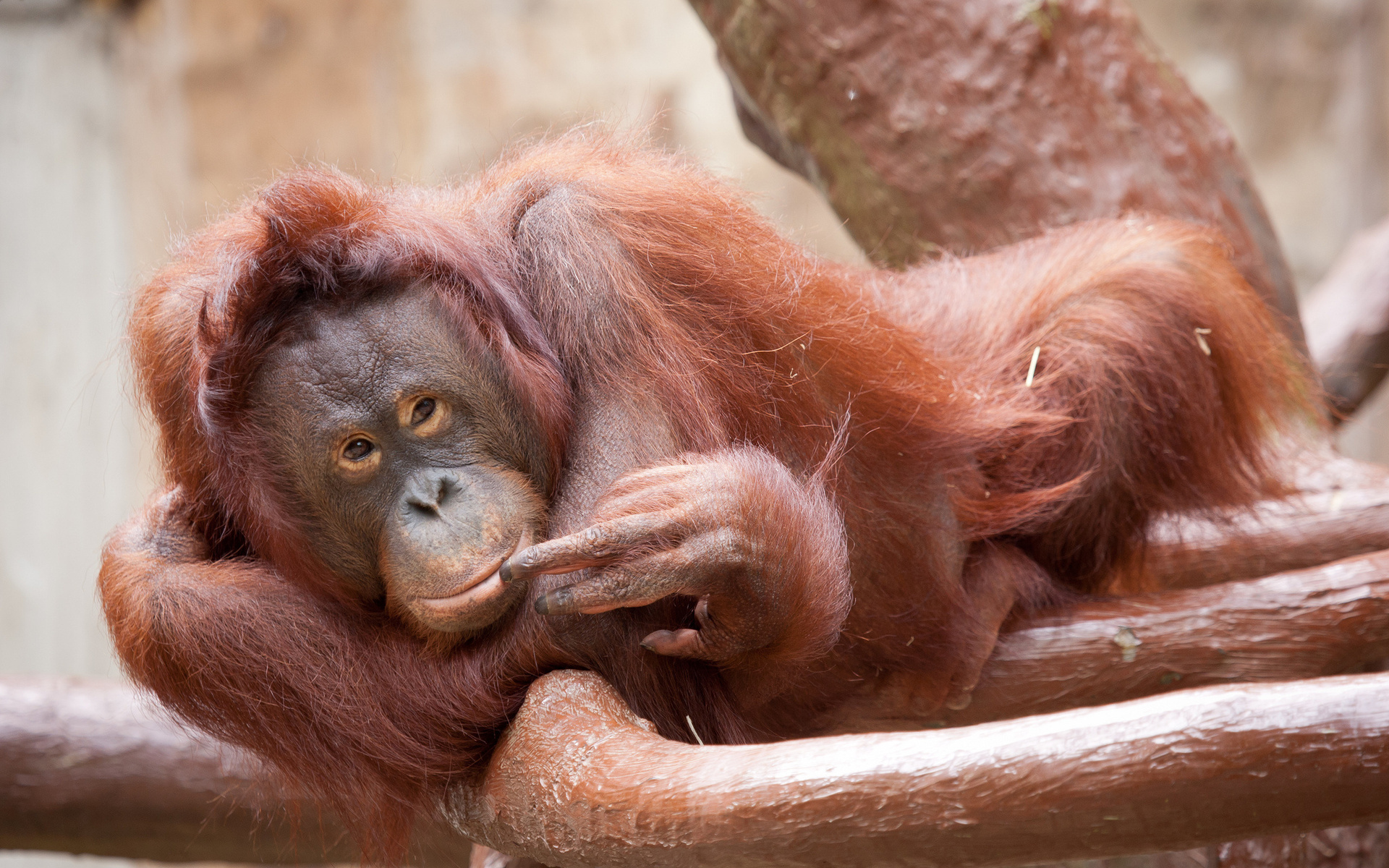 254678 télécharger l'image orang outan, animaux, primate, zoo, singes - fonds d'écran et économiseurs d'écran gratuits