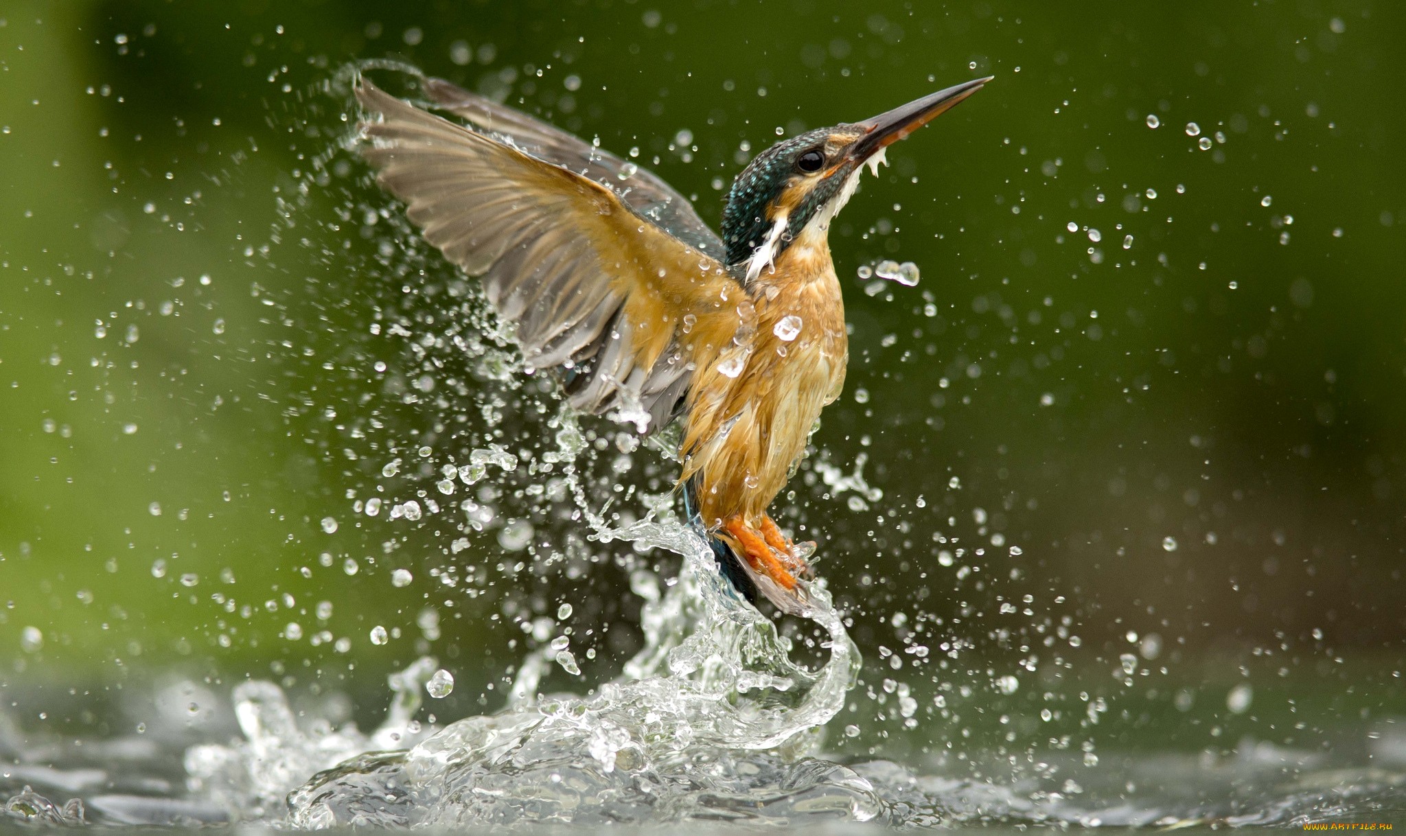 kingfisher, animal, birds HD for desktop 1080p