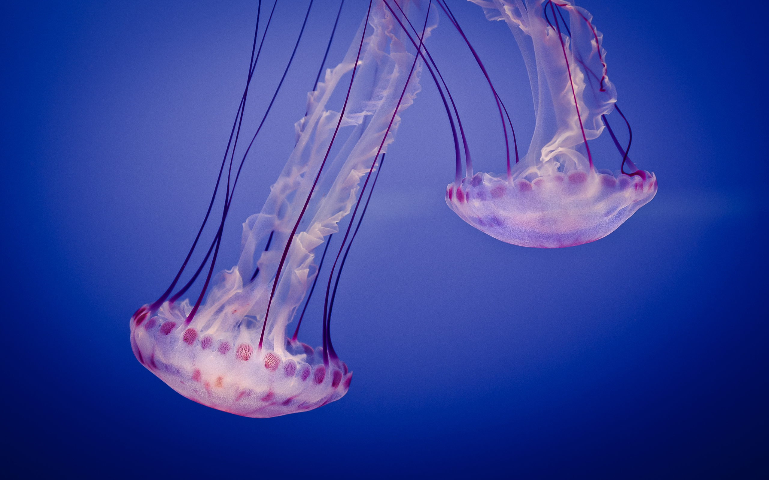 Laden Sie das Jellyfish, Tiere-Bild kostenlos auf Ihren PC-Desktop herunter