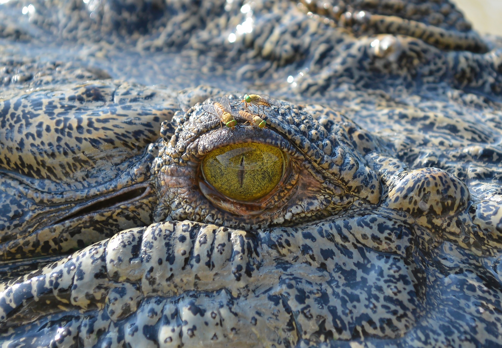 Глаз крокодила