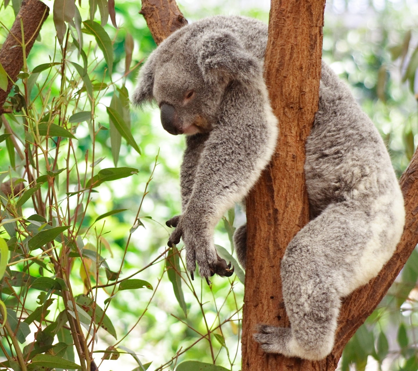 Cute Koala Bear Sitting On Tree Background, Funny Koala Picture, Koala,  Animal Background Image And Wallpaper for Free Download