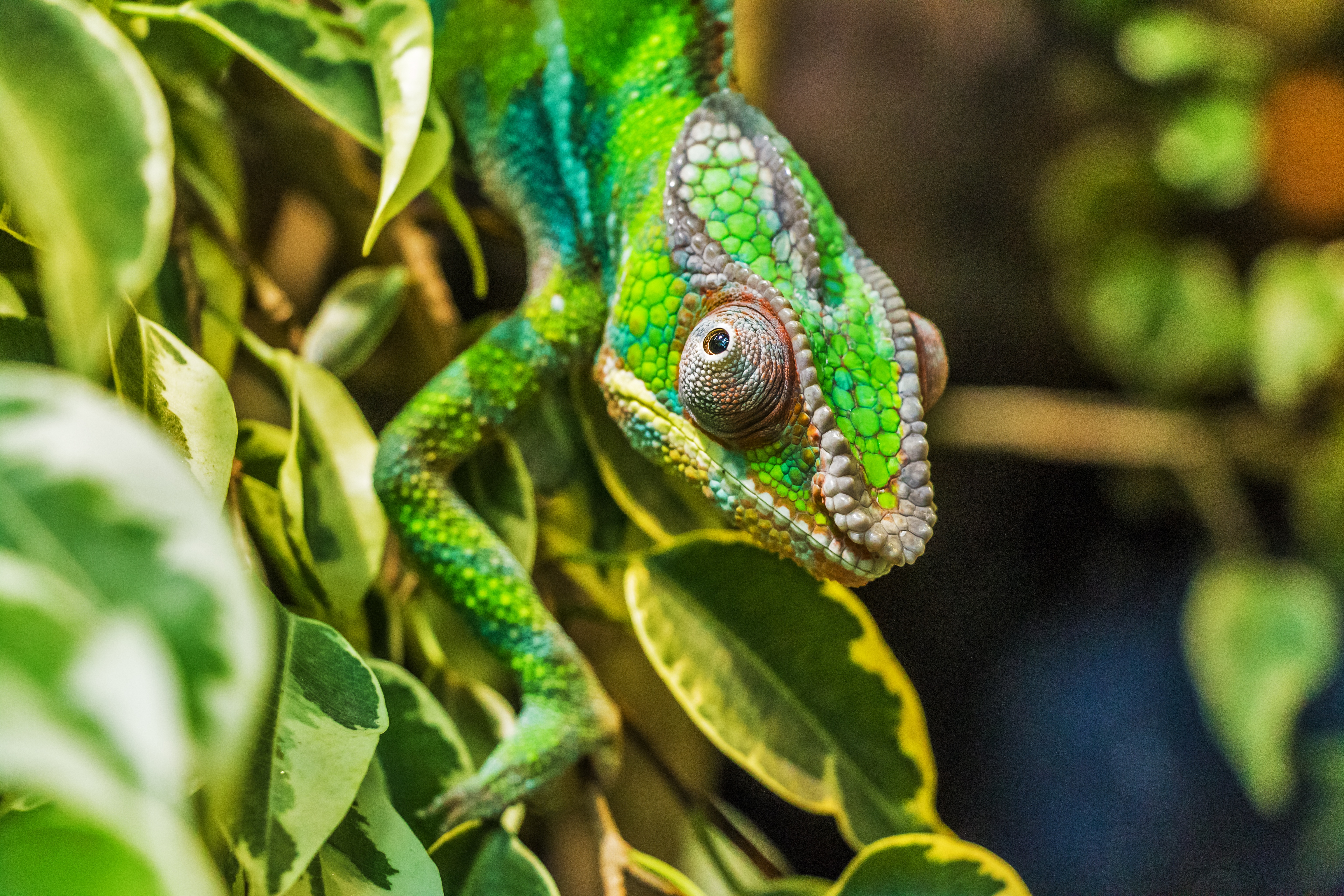 animals, color, reptile, disguise, camouflage, chameleon