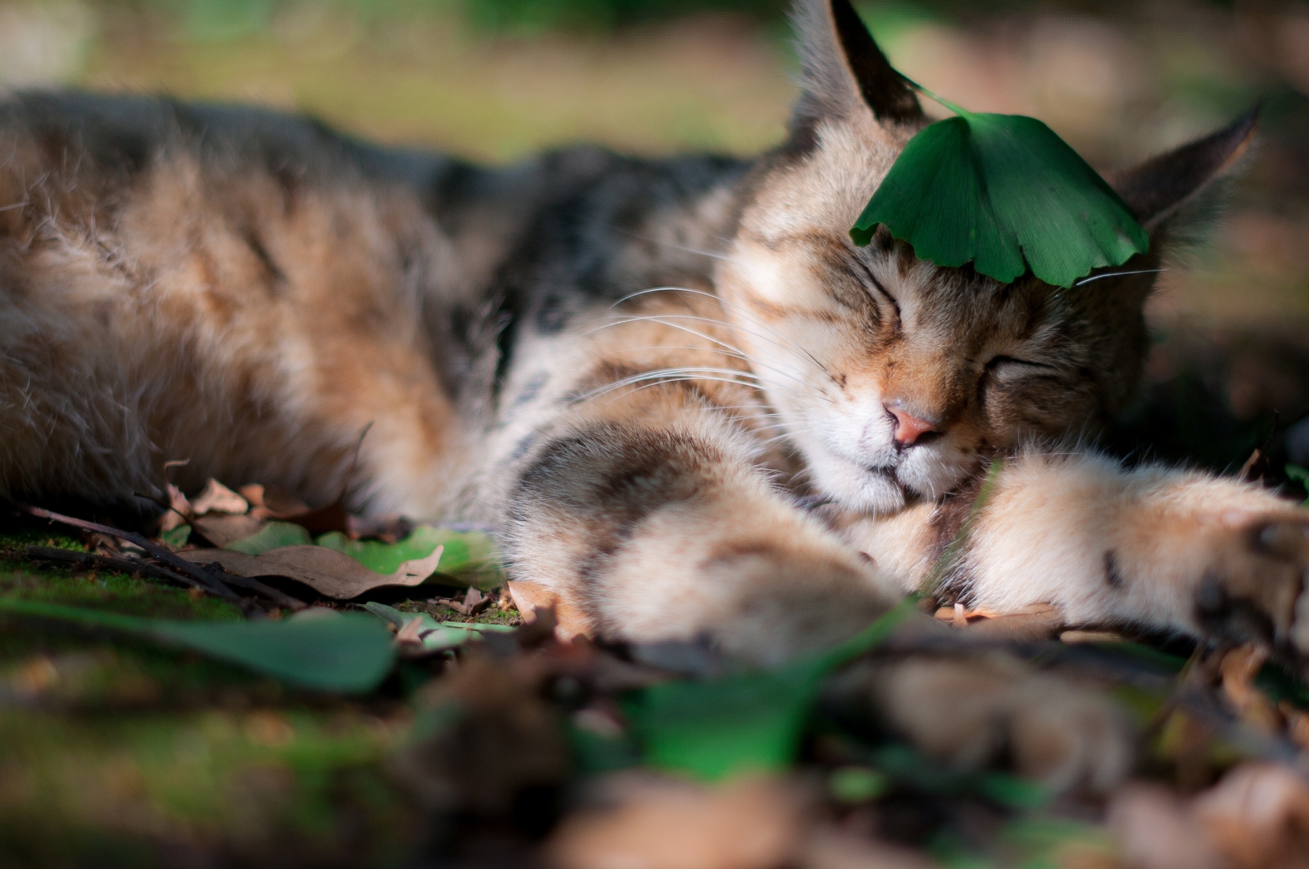 animals, grass, cat, sheet, leaf, shadow, sleep, dream, sleeping, asleep