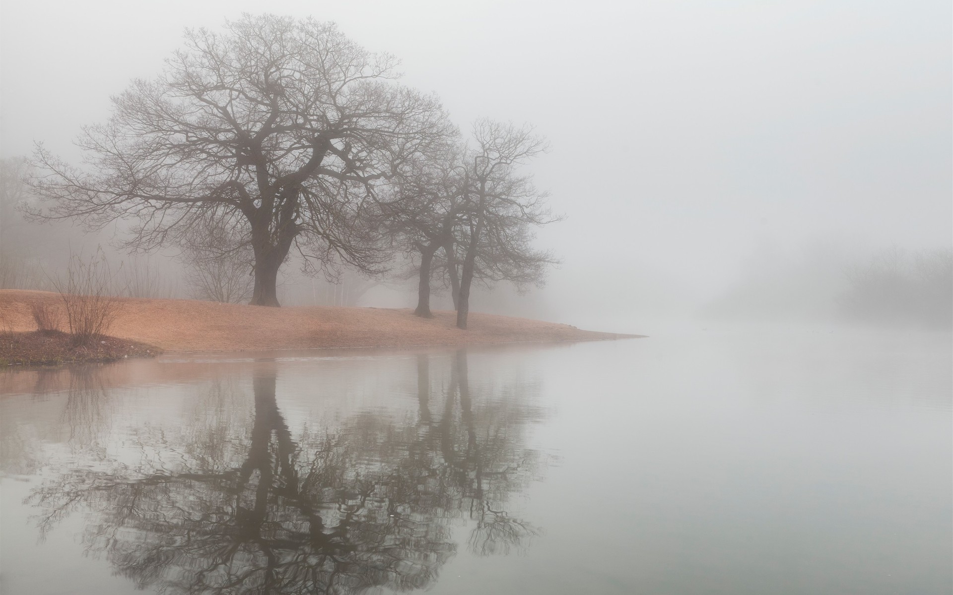 Туман дерево озеро