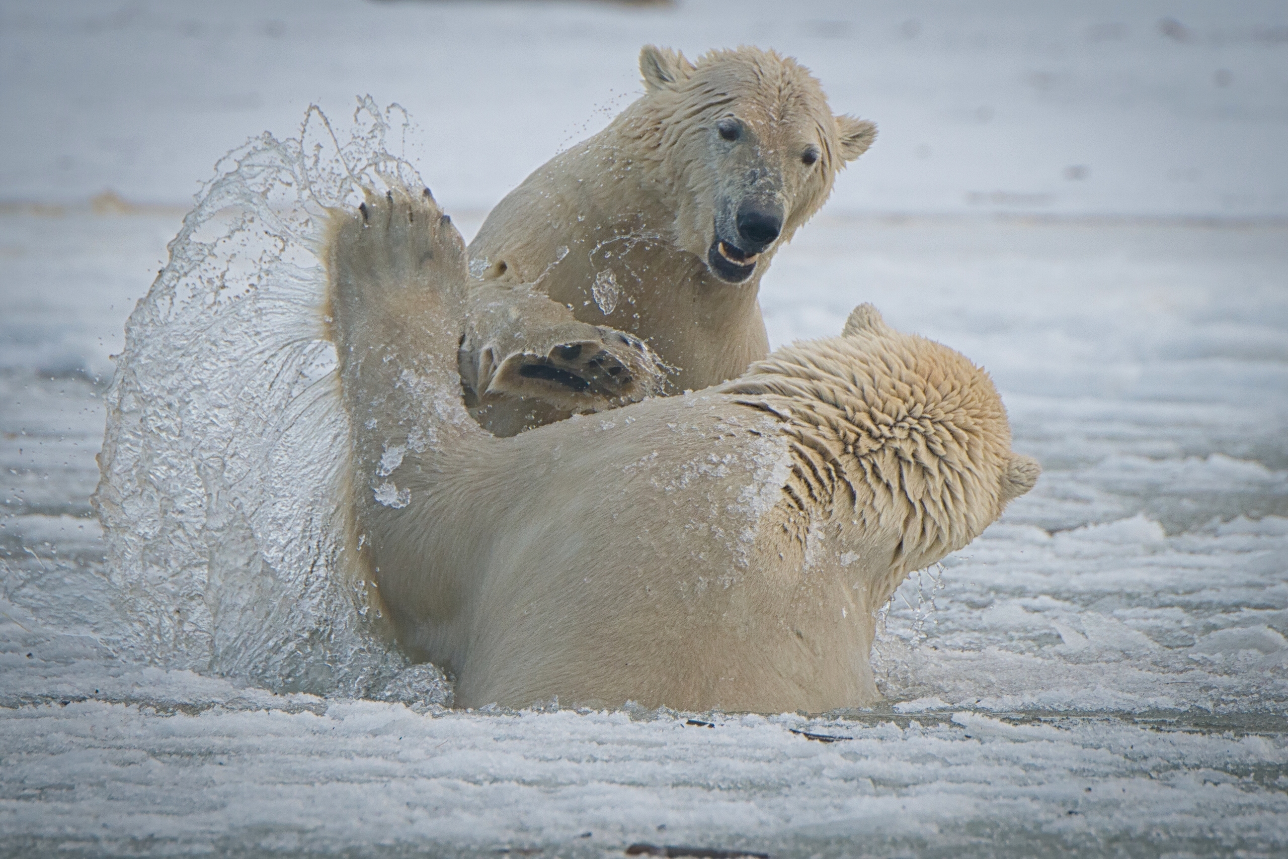 Белые медведи в Арктике
