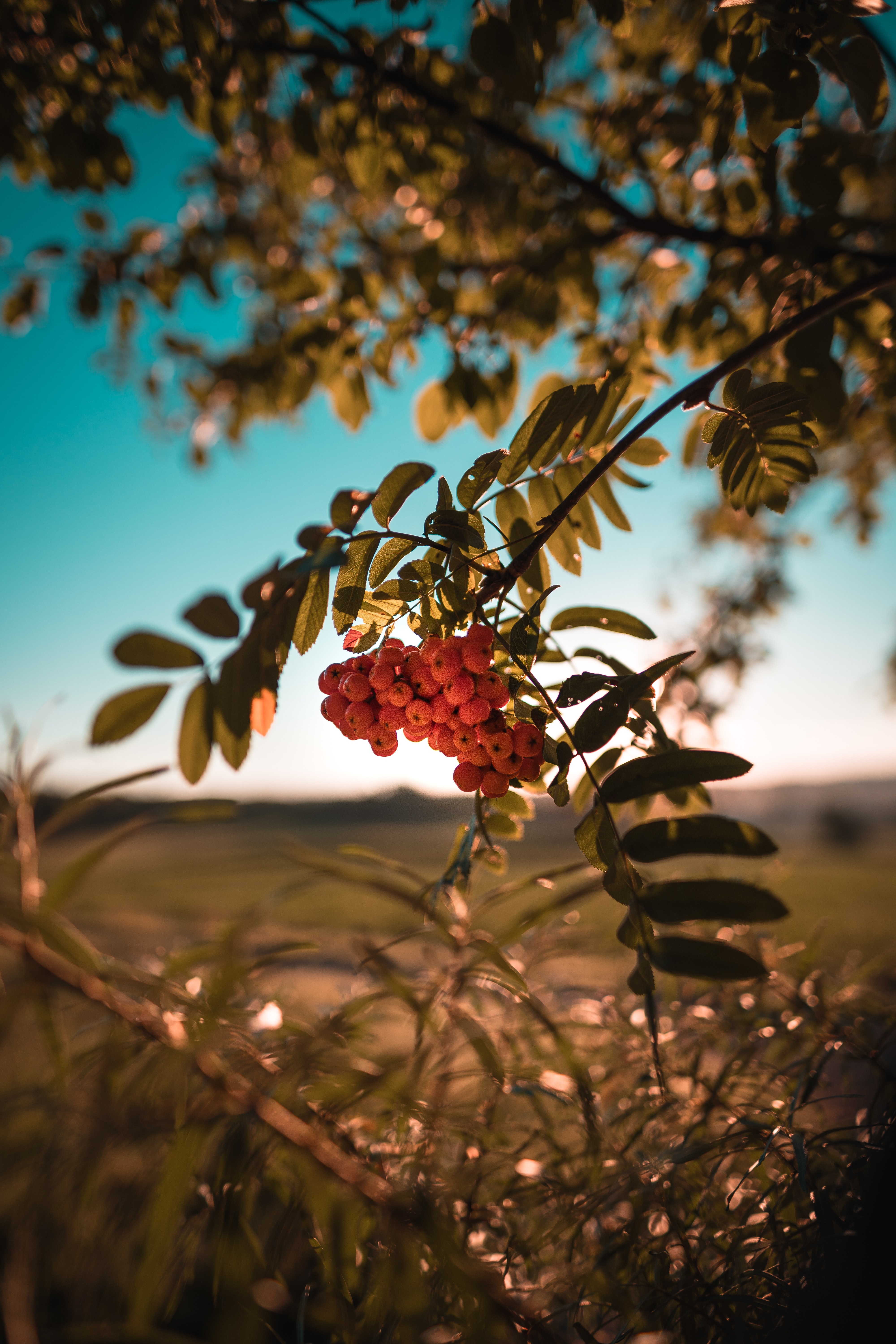 branch, nature, berries, plant, bunch, rowan wallpapers for tablet