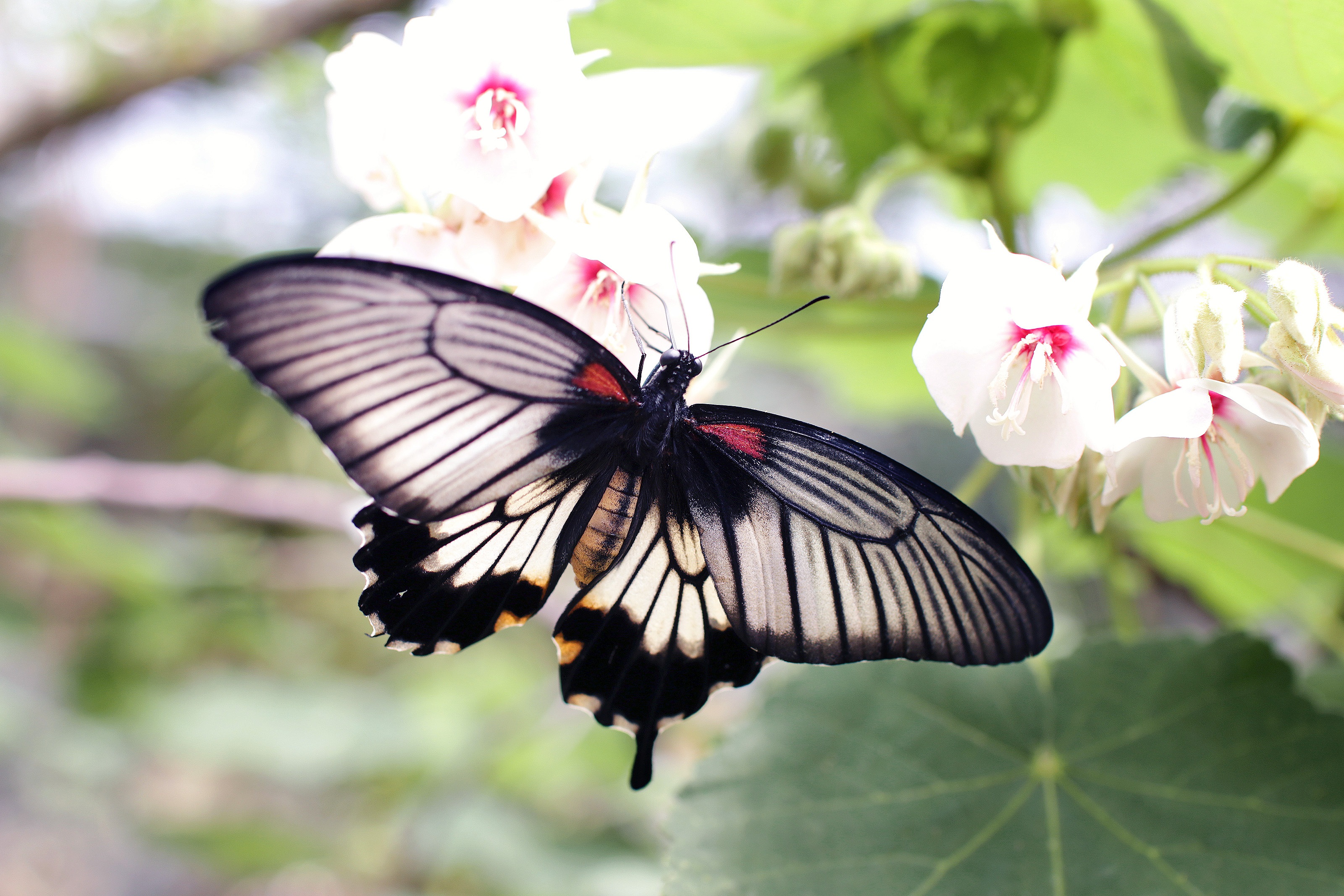 Фото красивых бабочек на белом фоне