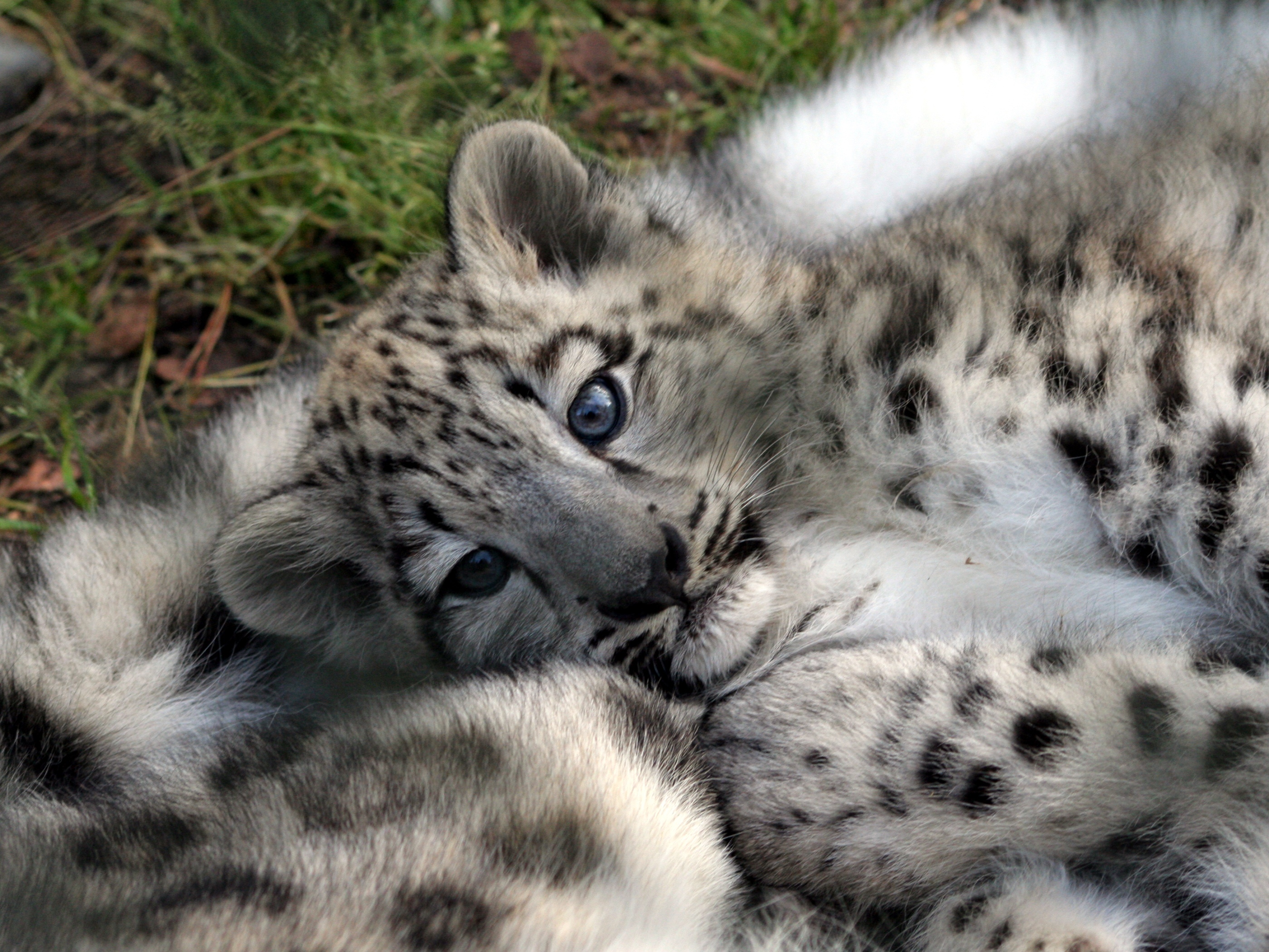 6492 télécharger l'image snow leopard, animaux - fonds d'écran et économiseurs d'écran gratuits