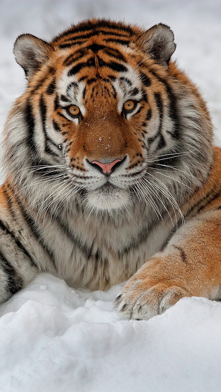 1137084 Bildschirmschoner und Hintergrundbilder Amur Tiger auf Ihrem Telefon. Laden Sie  Bilder kostenlos herunter