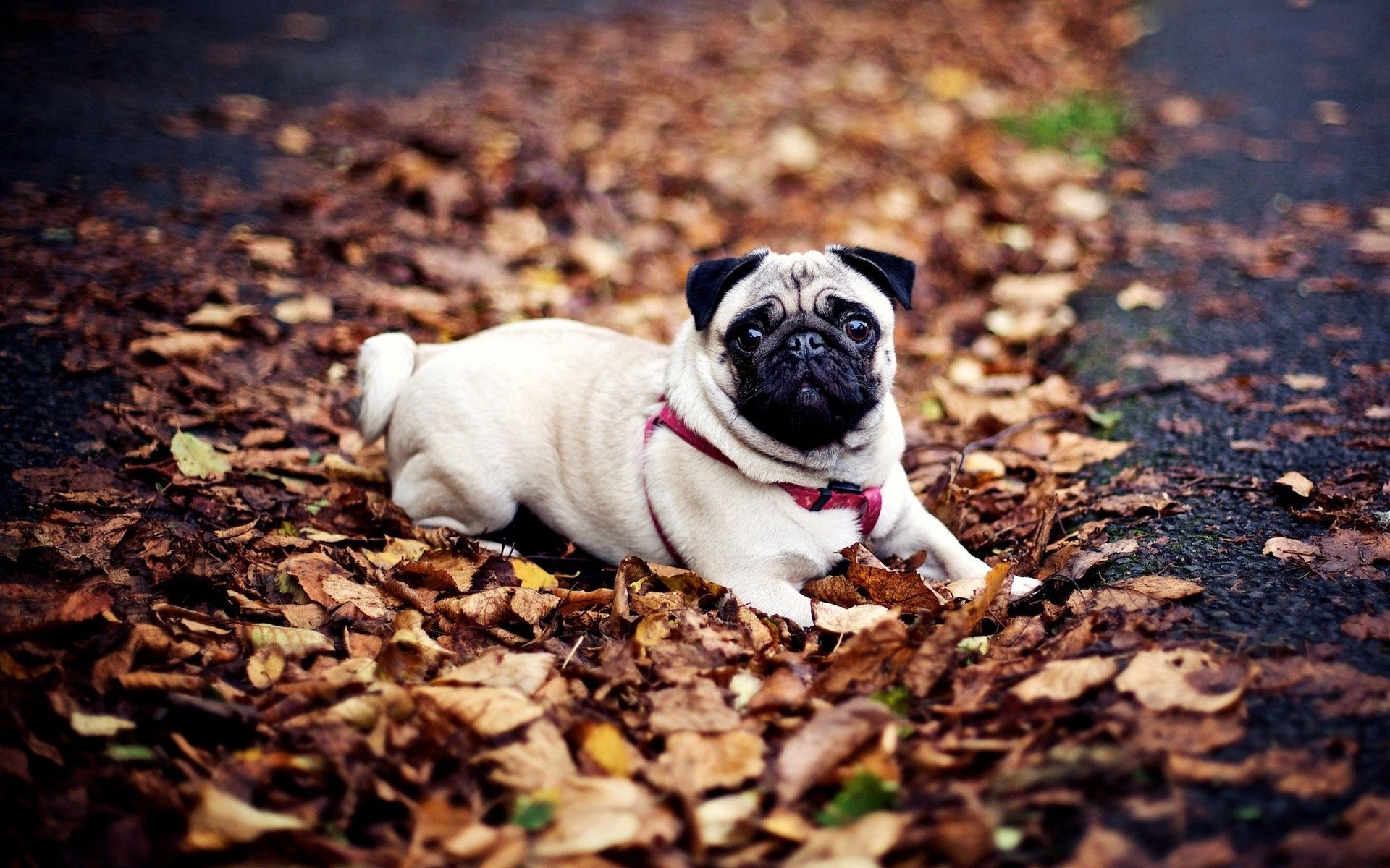 Download mobile wallpaper Lie, Dog, Leash, Animals, To Lie Down, Foliage, Pug, Autumn for free.