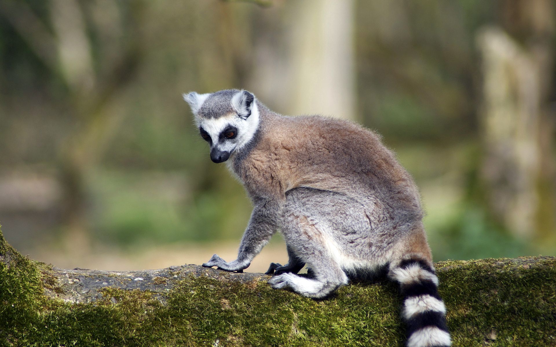 Handy-Wallpaper Lemur, Tiere, Gestreift, Schwanz, Tier kostenlos herunterladen.