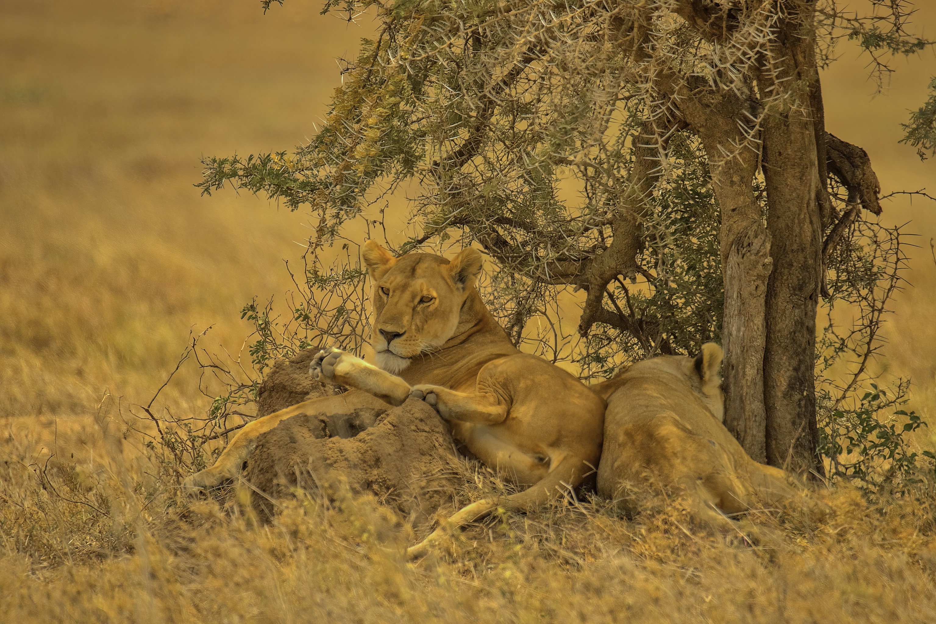 493051 descargar imagen animales, león, leona, gatos: fondos de pantalla y protectores de pantalla gratis