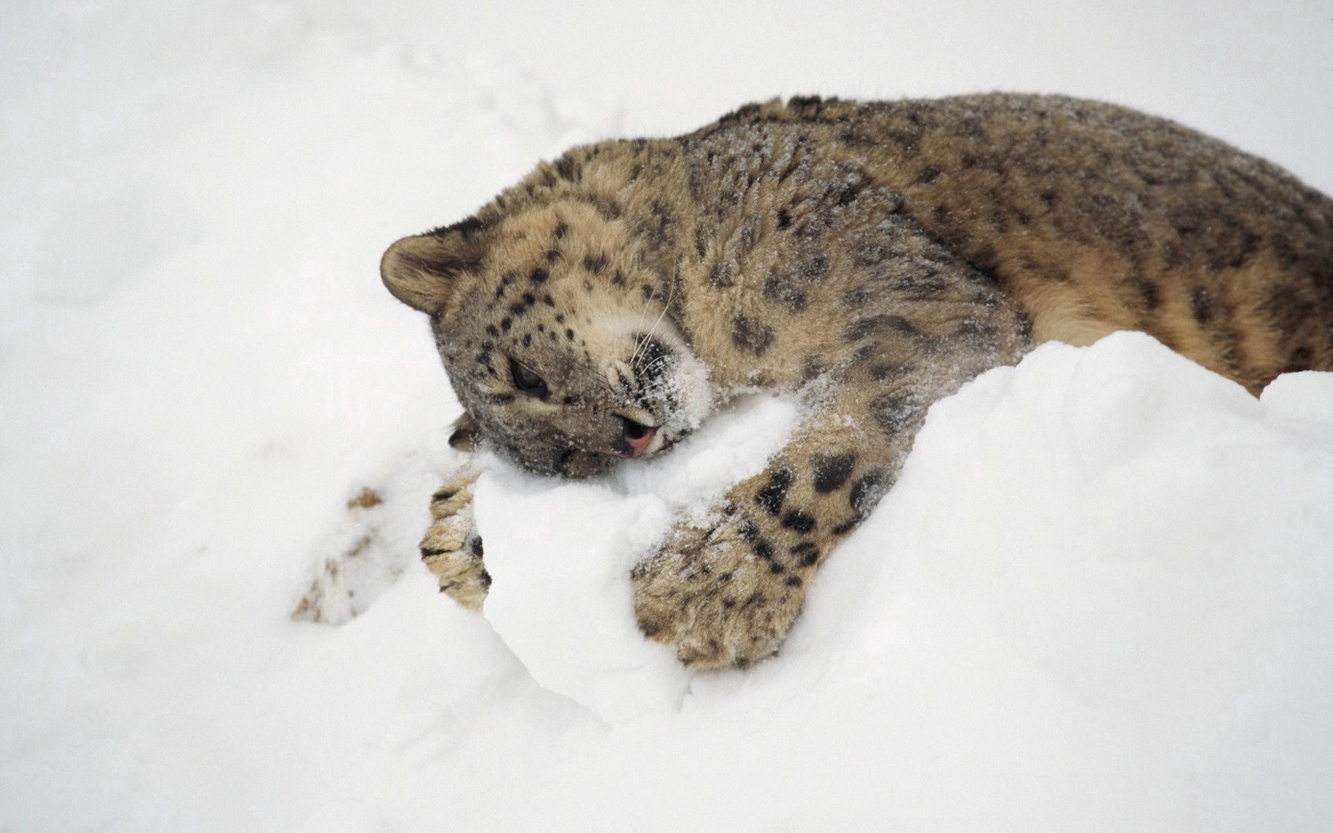 snow leopard, animals, snow, to lie down, lie, playful UHD