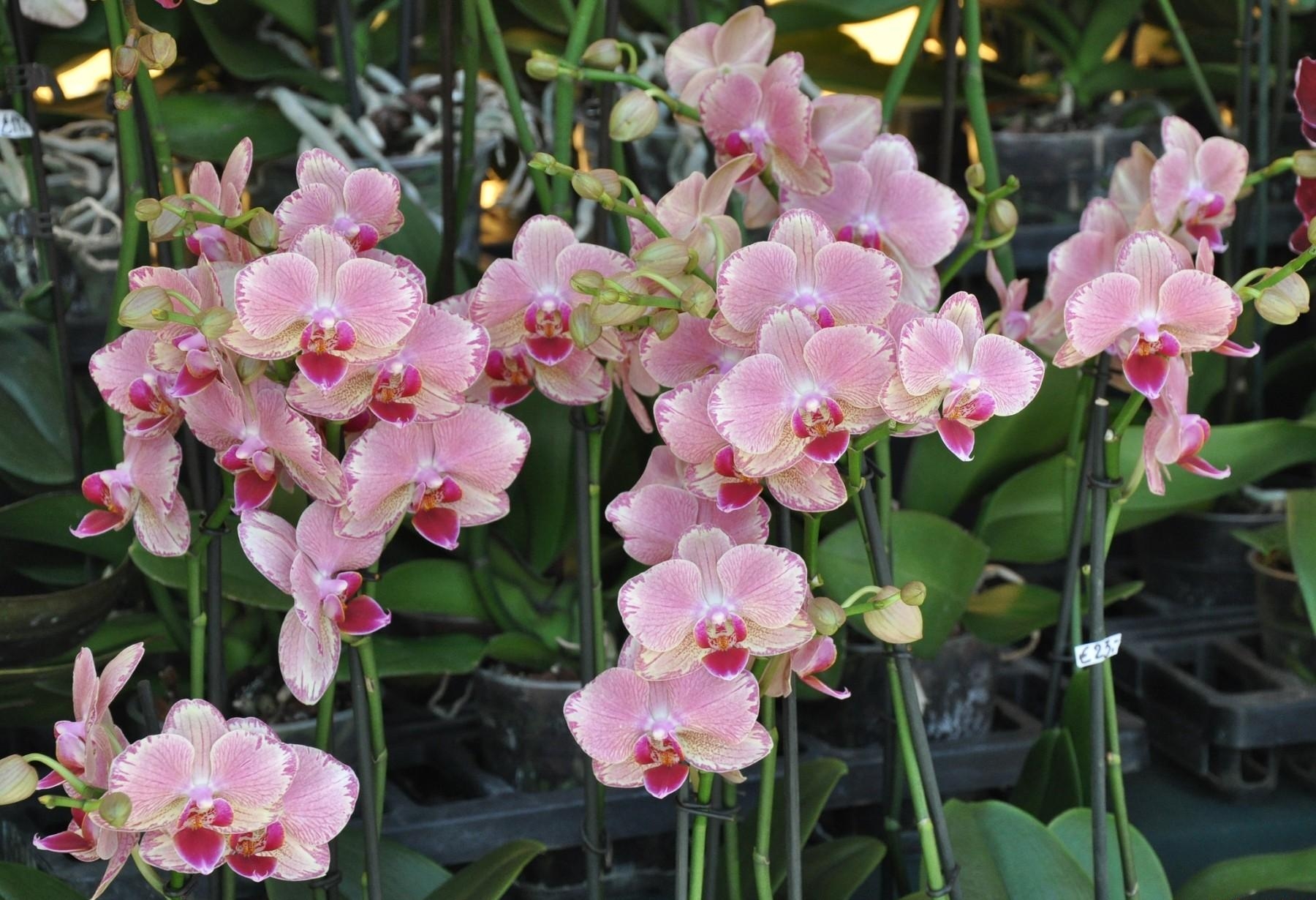 76480 скачать обои орхидеи, экзотика, цветы, стебли, горшки - заставки и картинки бесплатно