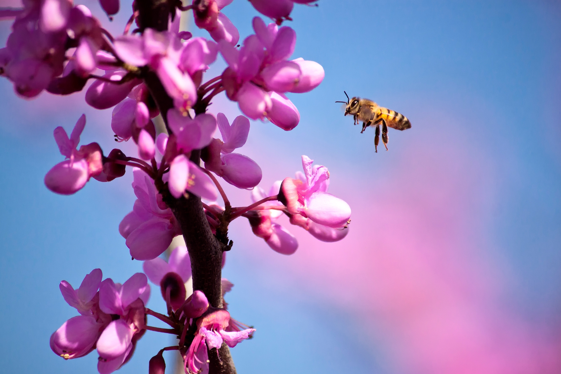 bee, flowers, macro, branch, flight, spring HD wallpaper