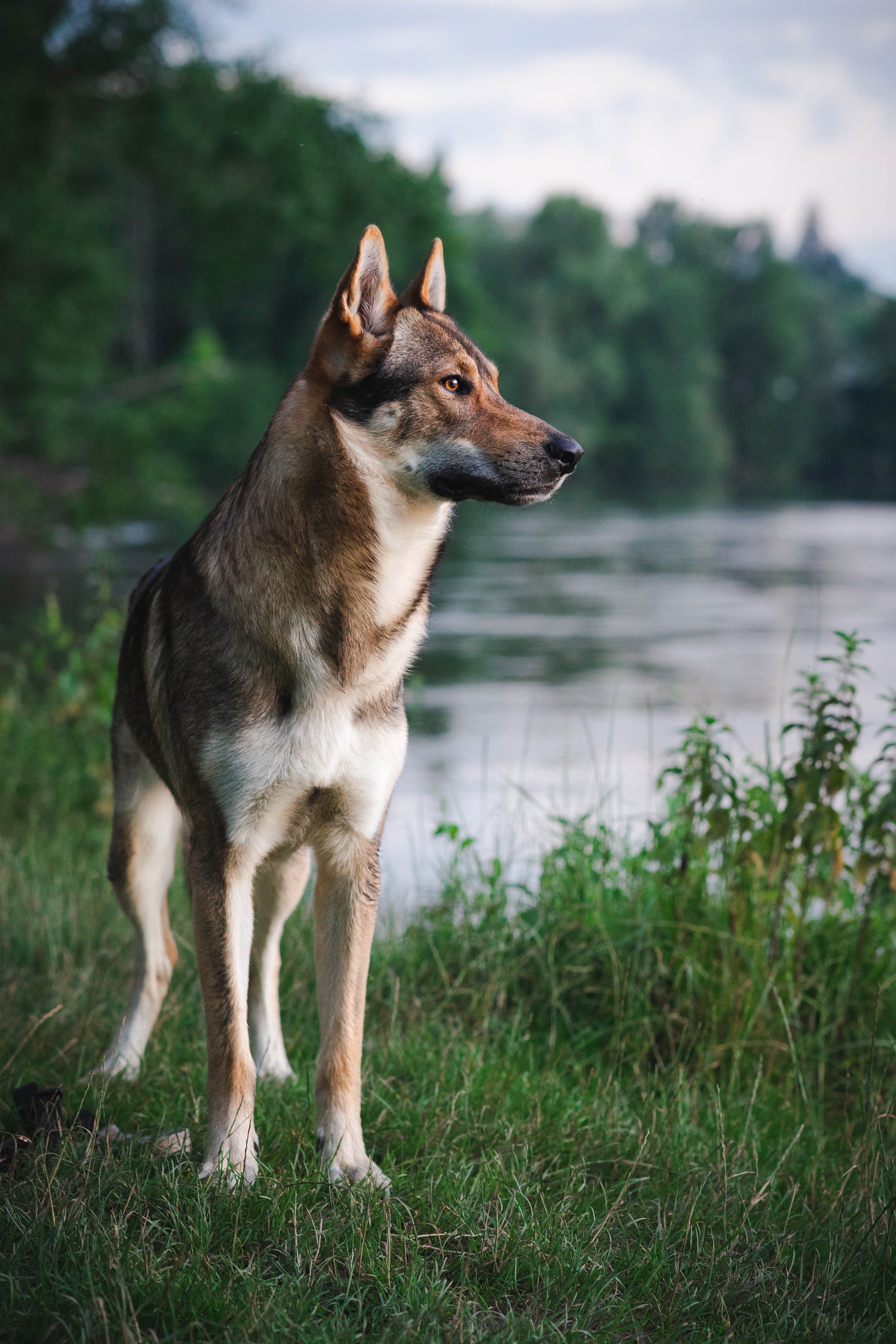 PCデスクトップに動物, 川, ペット, 犬画像を無料でダウンロード