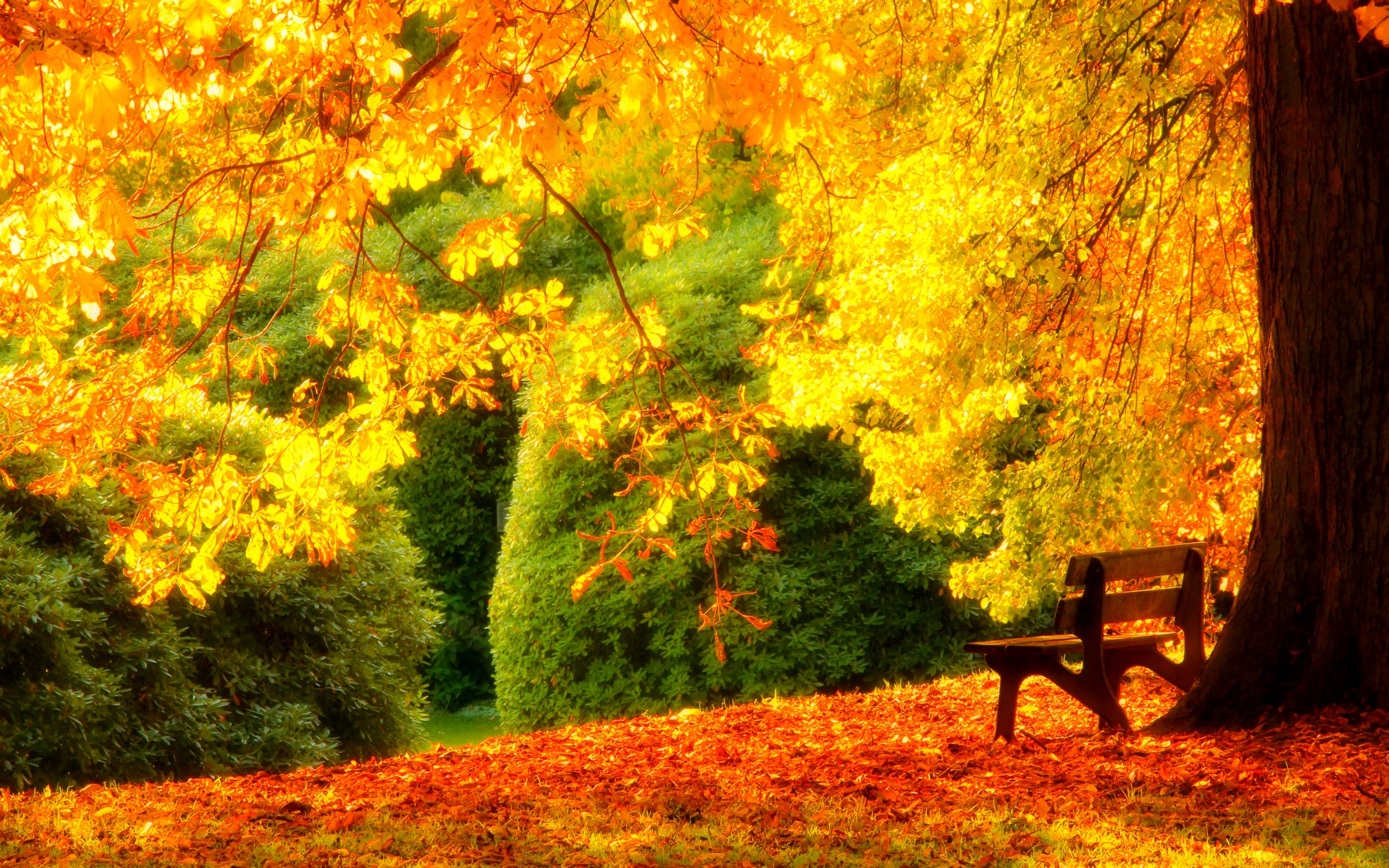 Осенний лес парк