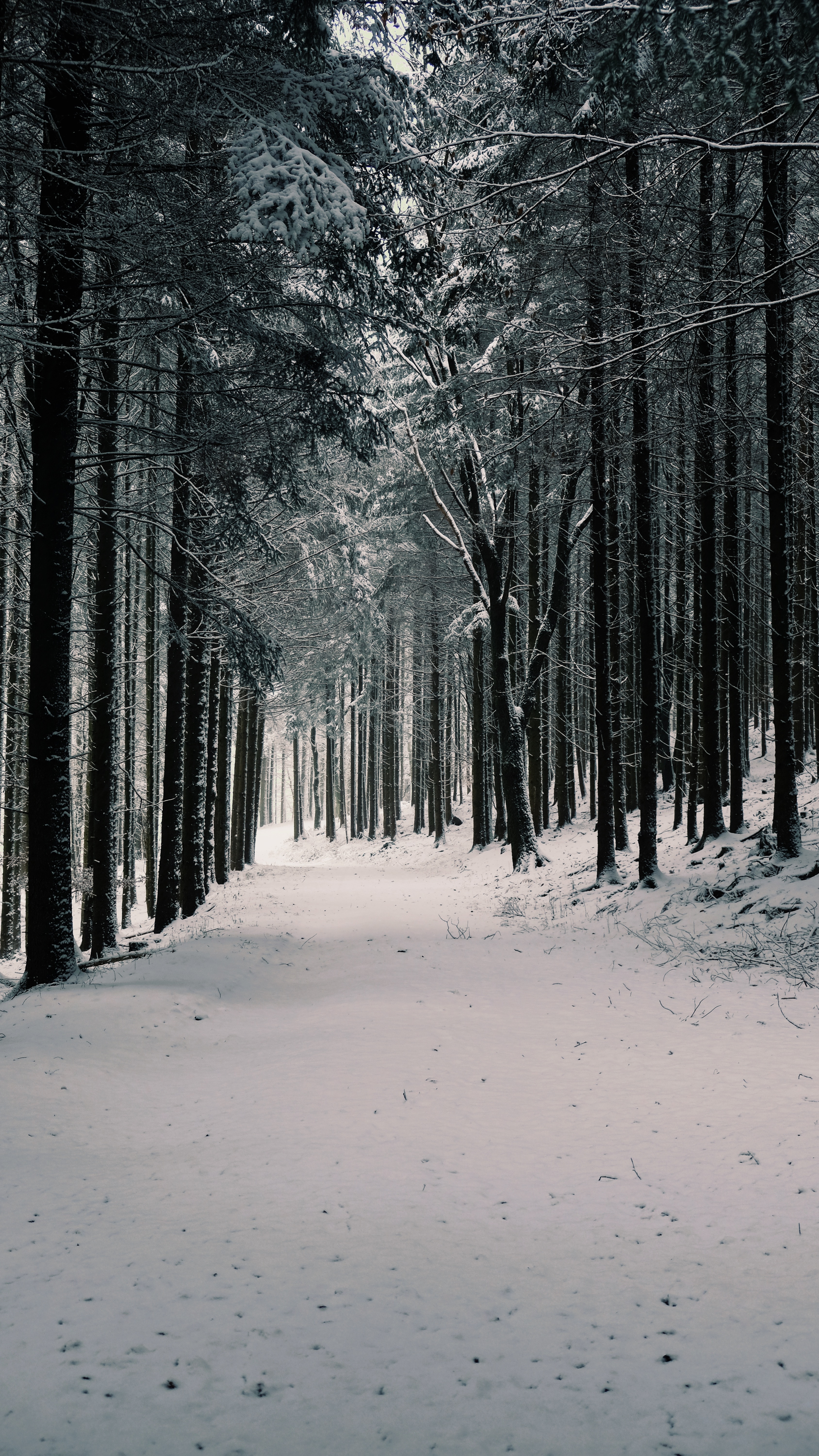 Download mobile wallpaper Pine, Snow, Trees, Forest, Winter, Nature for free.