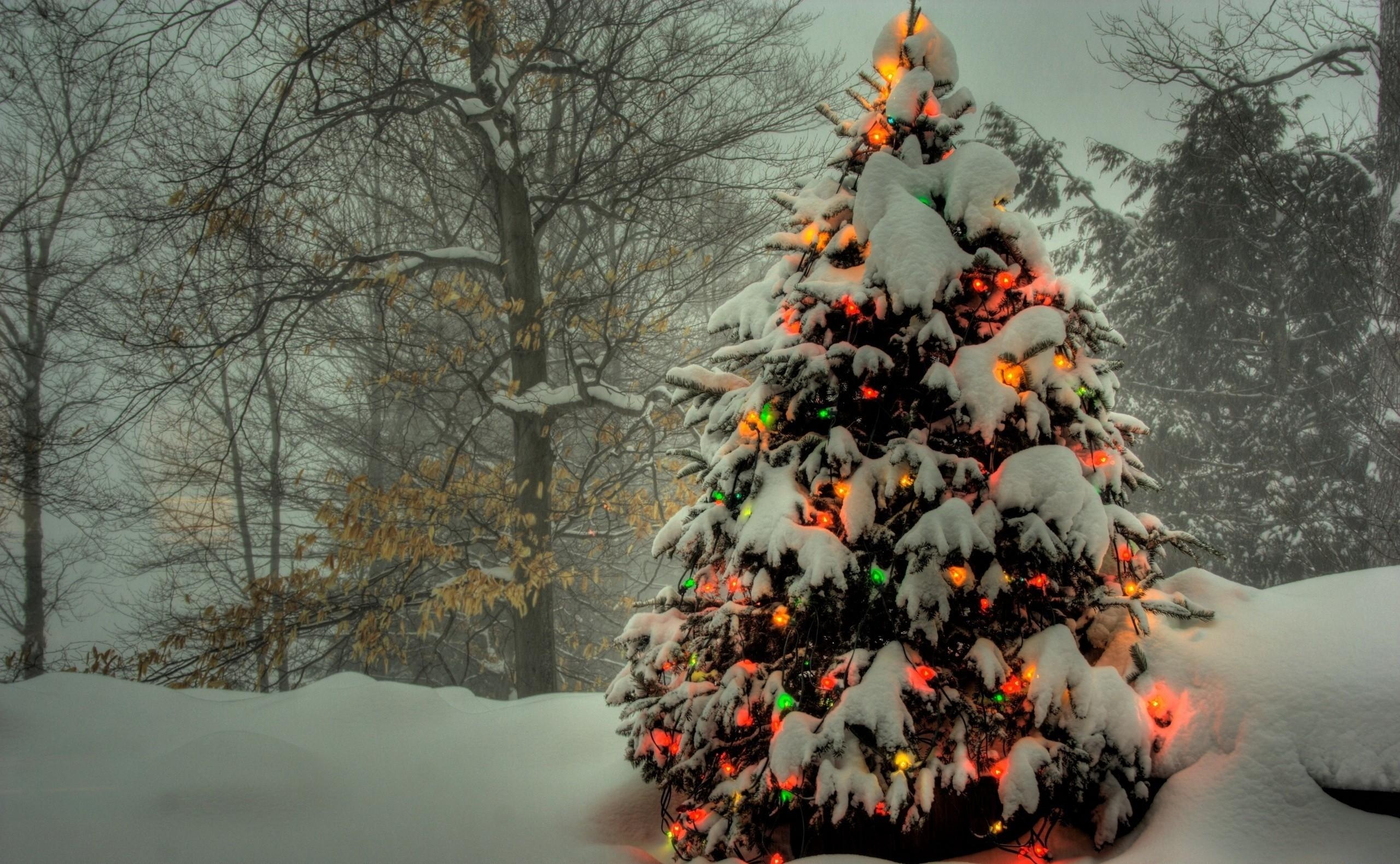 149927 завантажити шпалери зима, новий рік, дерева, гарланд, свята, різдво, сніг, свято, гірлянди, ялинка, ялинку - заставки і картинки безкоштовно