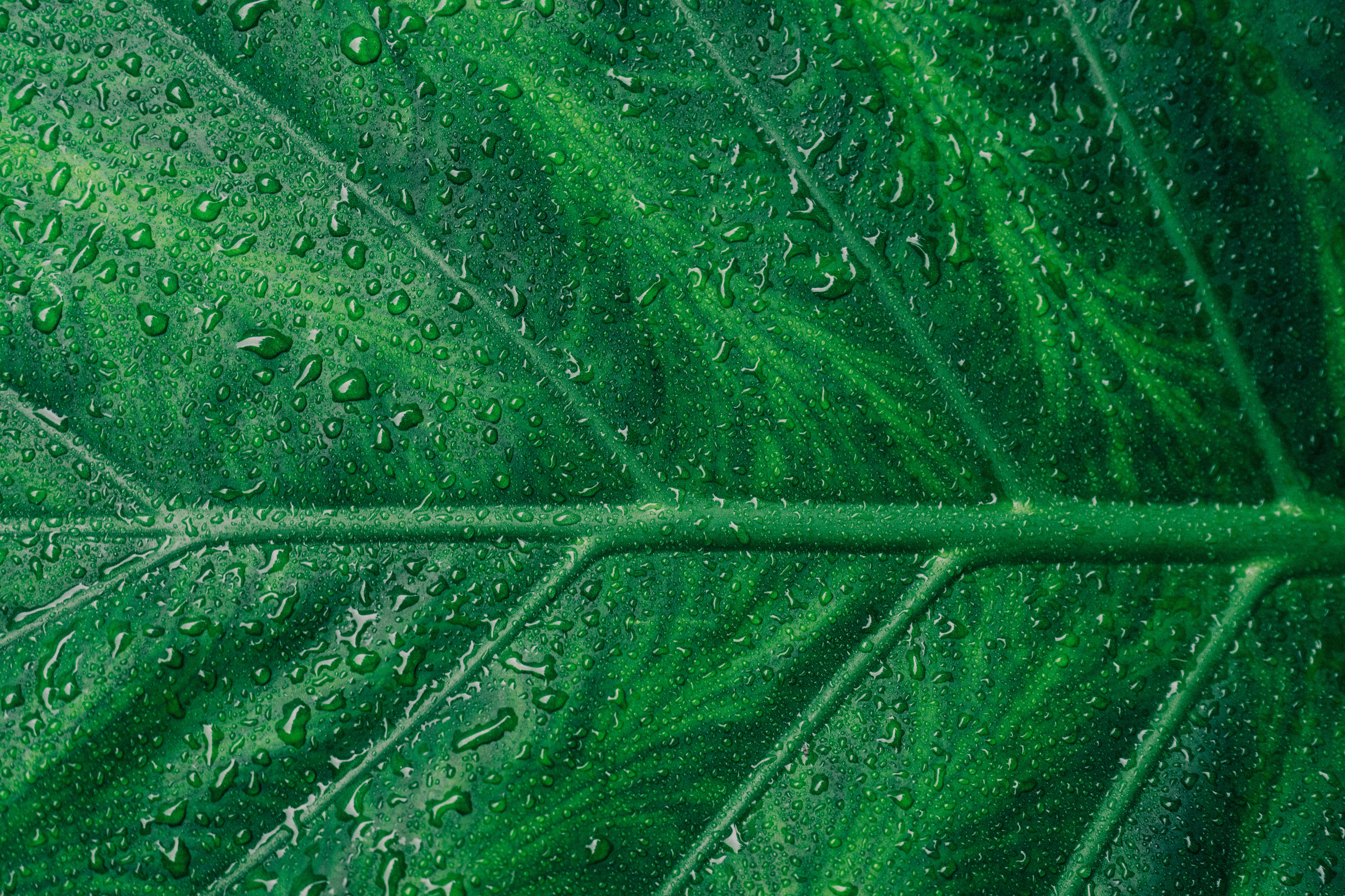 Cool Wallpapers sheet, drops, macro, leaf, veins