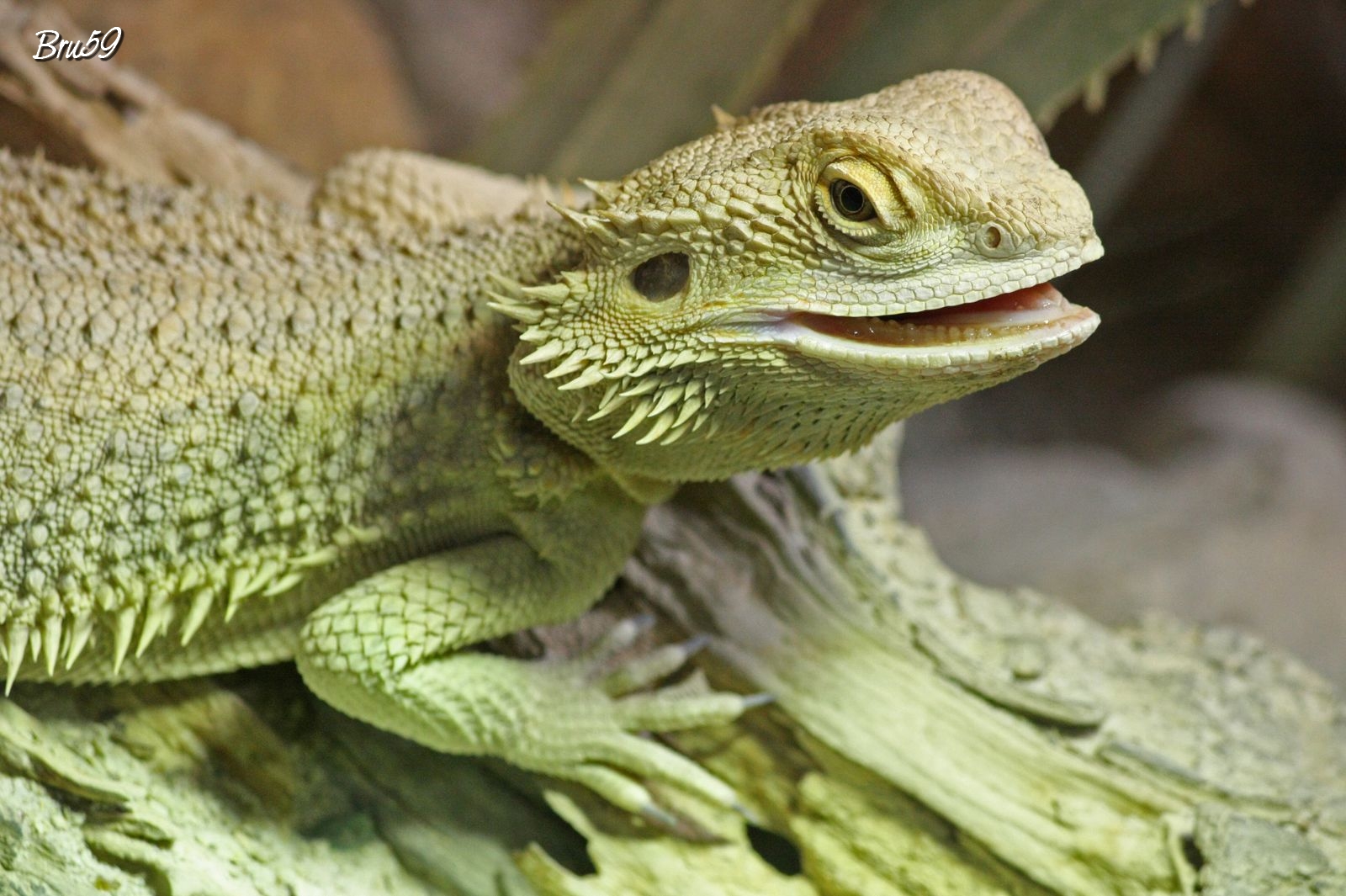 265068 descargar imagen animales, dragon barbudo, lagarto, reptiles: fondos de pantalla y protectores de pantalla gratis