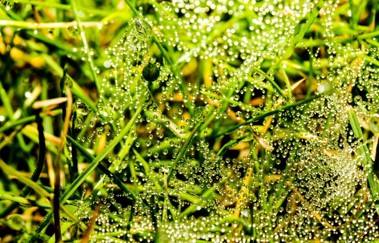 Download mobile wallpaper Grass, Drops, Background for free.